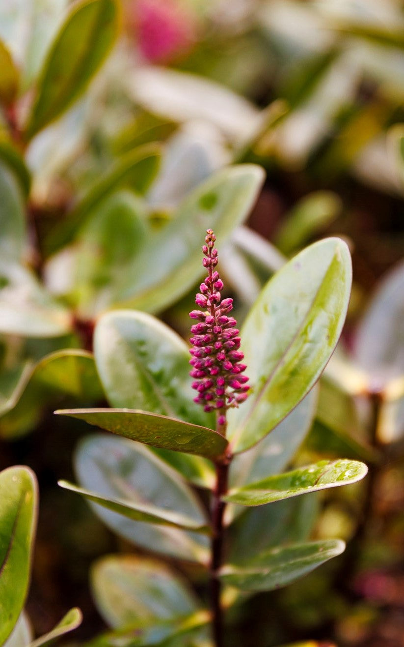 Hebe Speciosa La Seduisante