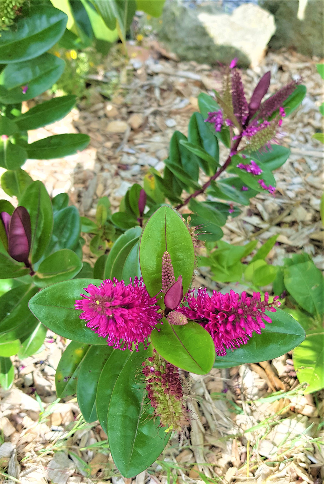 Napuka, Hebe speciosa