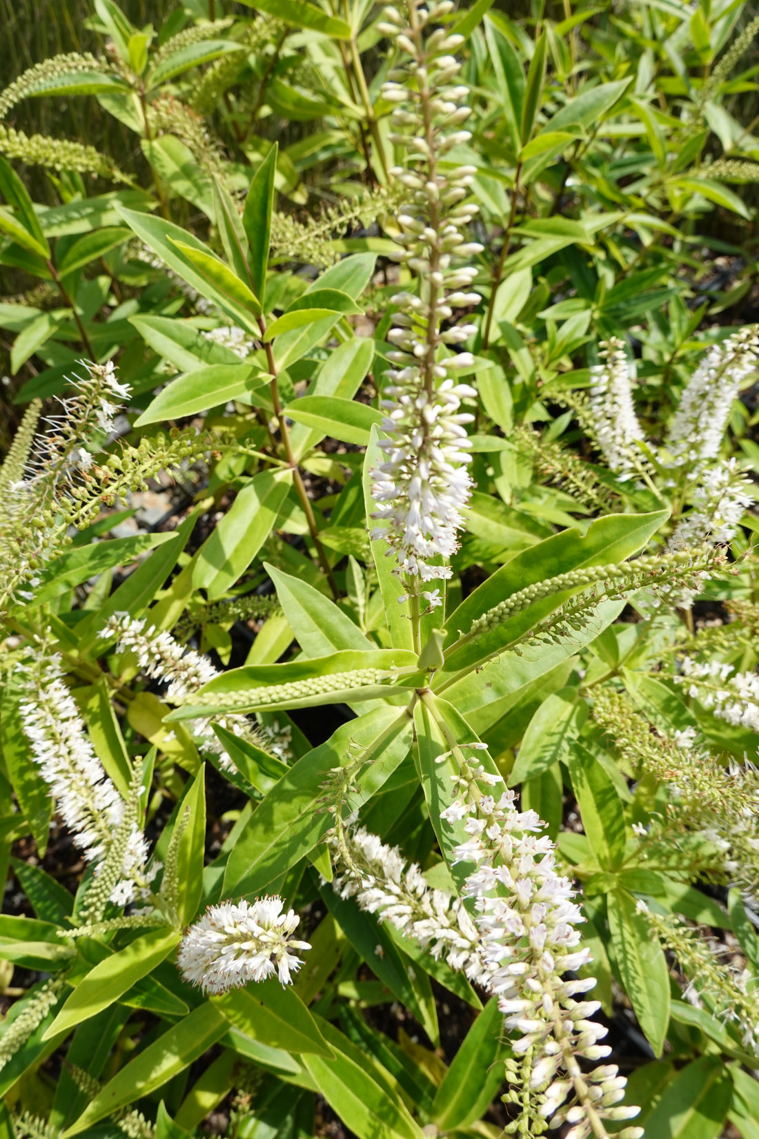 Koromiko, Hebe/Veronica stricta