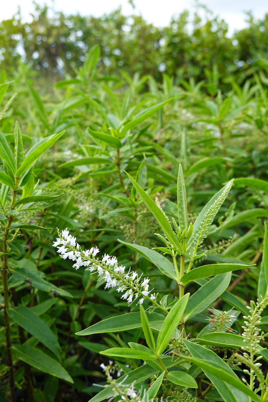 Koromiko, Hebe/Veronica stricta