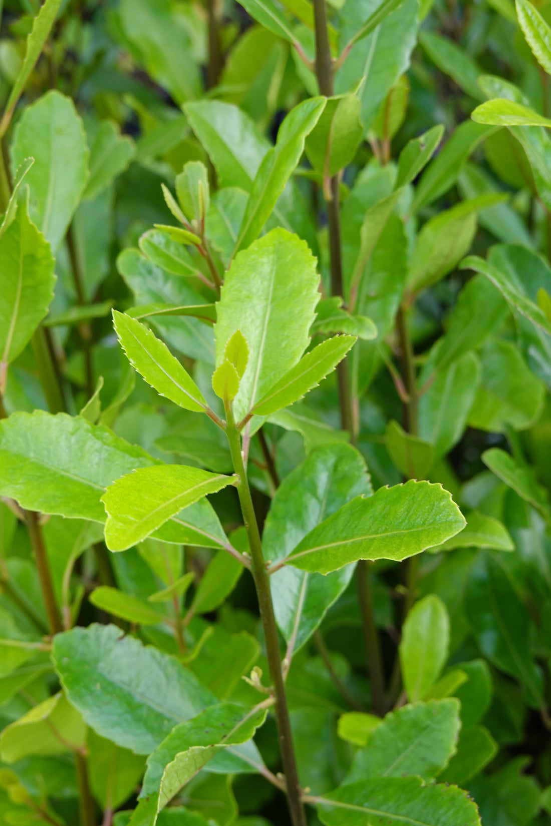 Pigeonwood, Porokaiwhiri, Hedycarya aborea