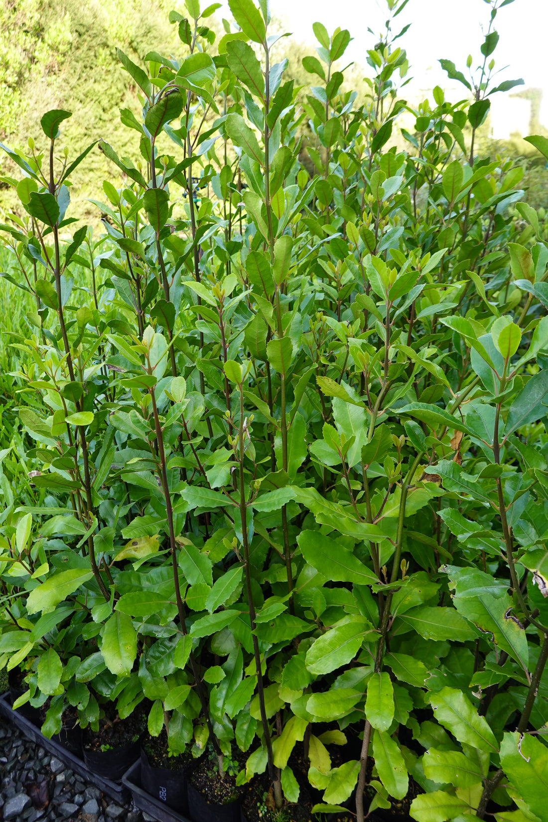Pigeonwood, Porokaiwhiri, Hedycarya aborea