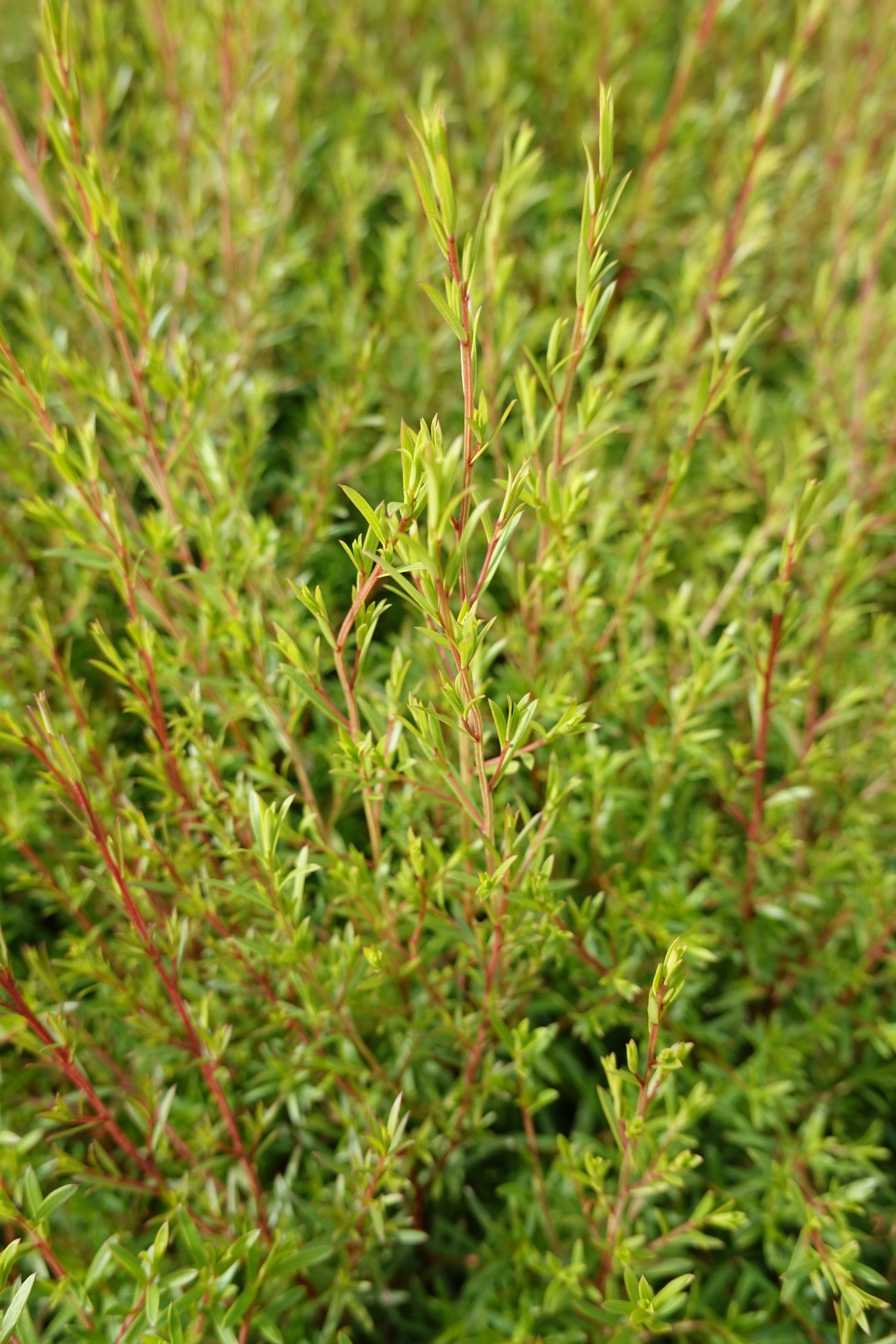 Kānuka, Kunzea robusta