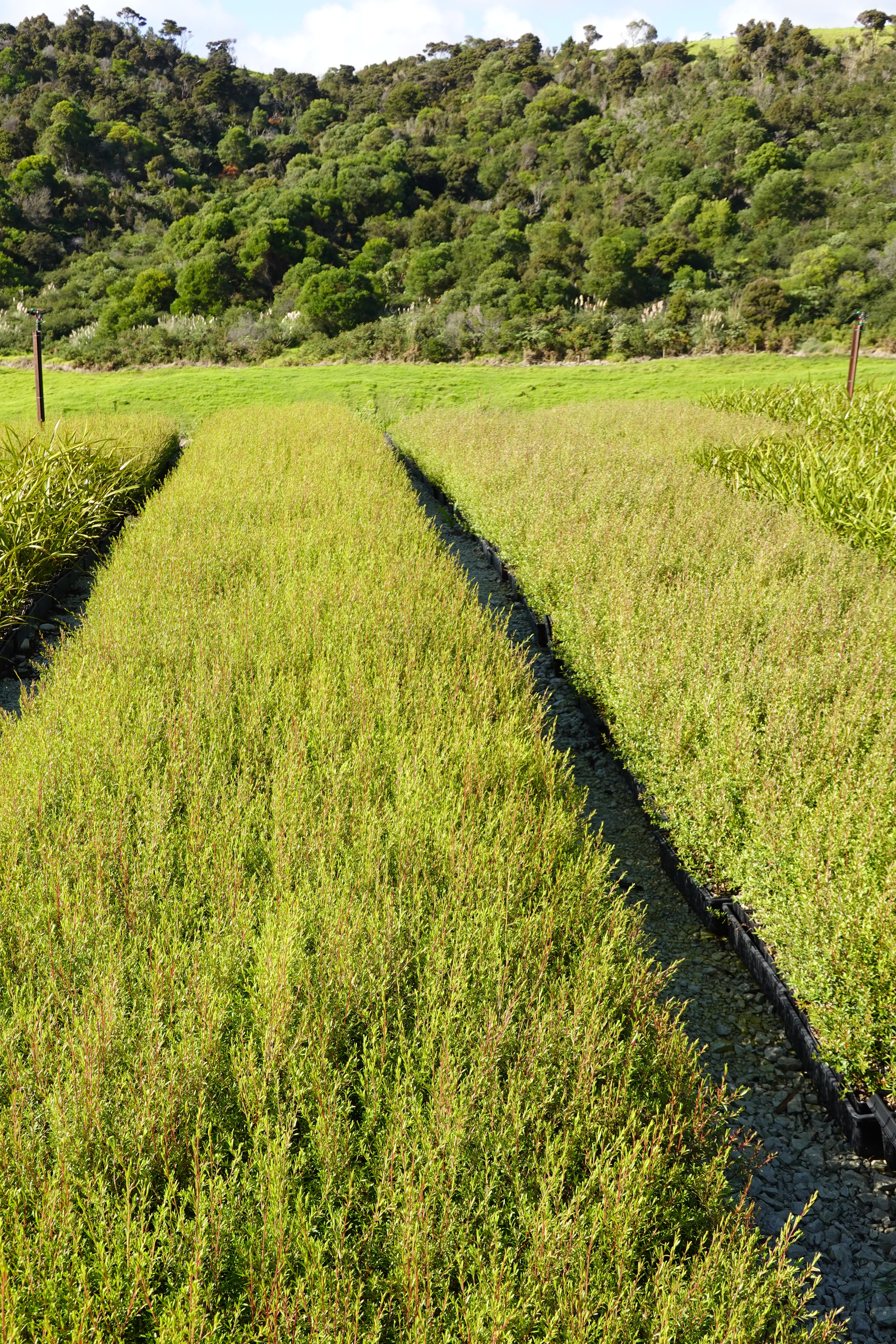 Kānuka, Kunzea robusta