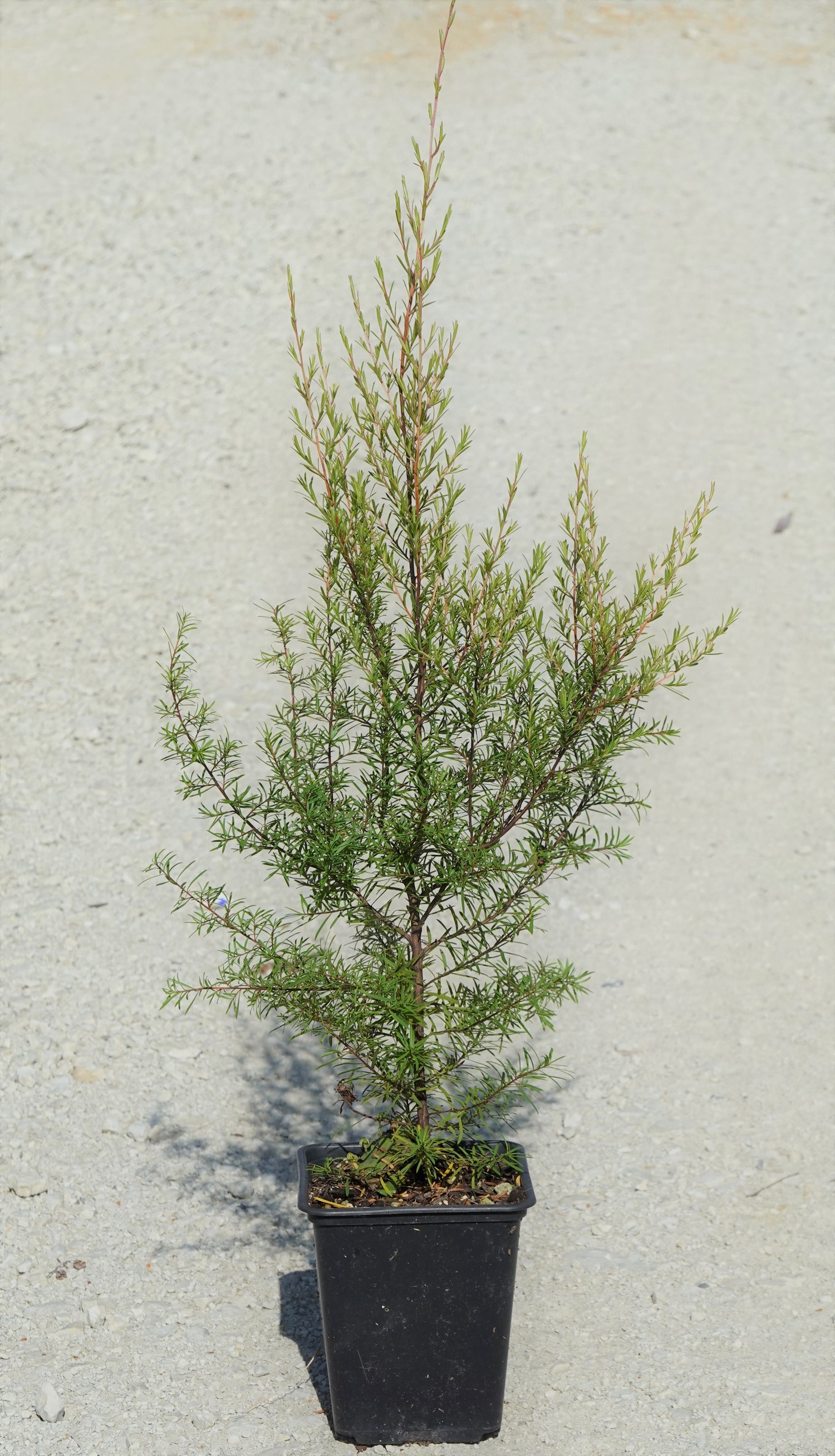 Kānuka, Kunzea robusta