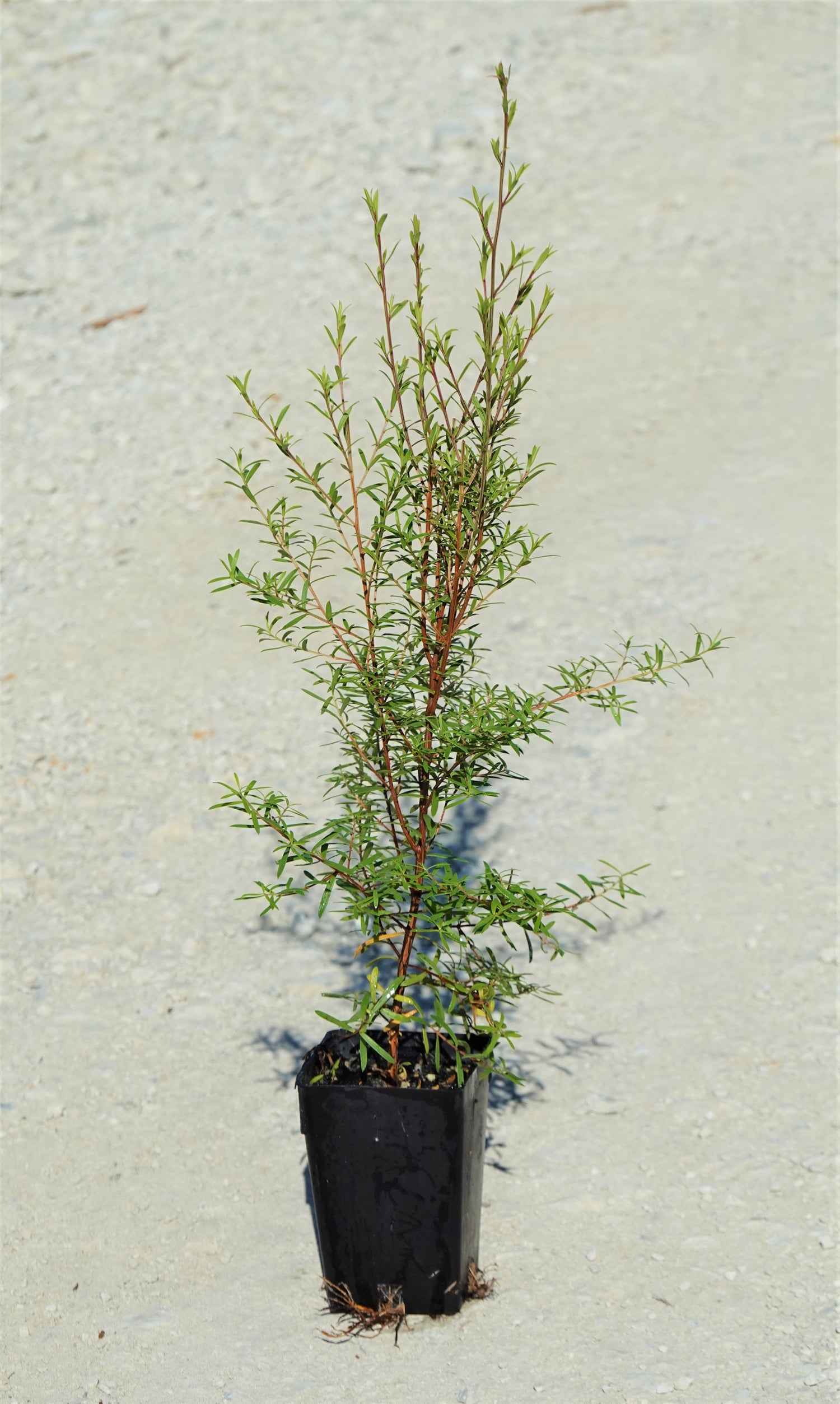 Kānuka, Kunzea robusta