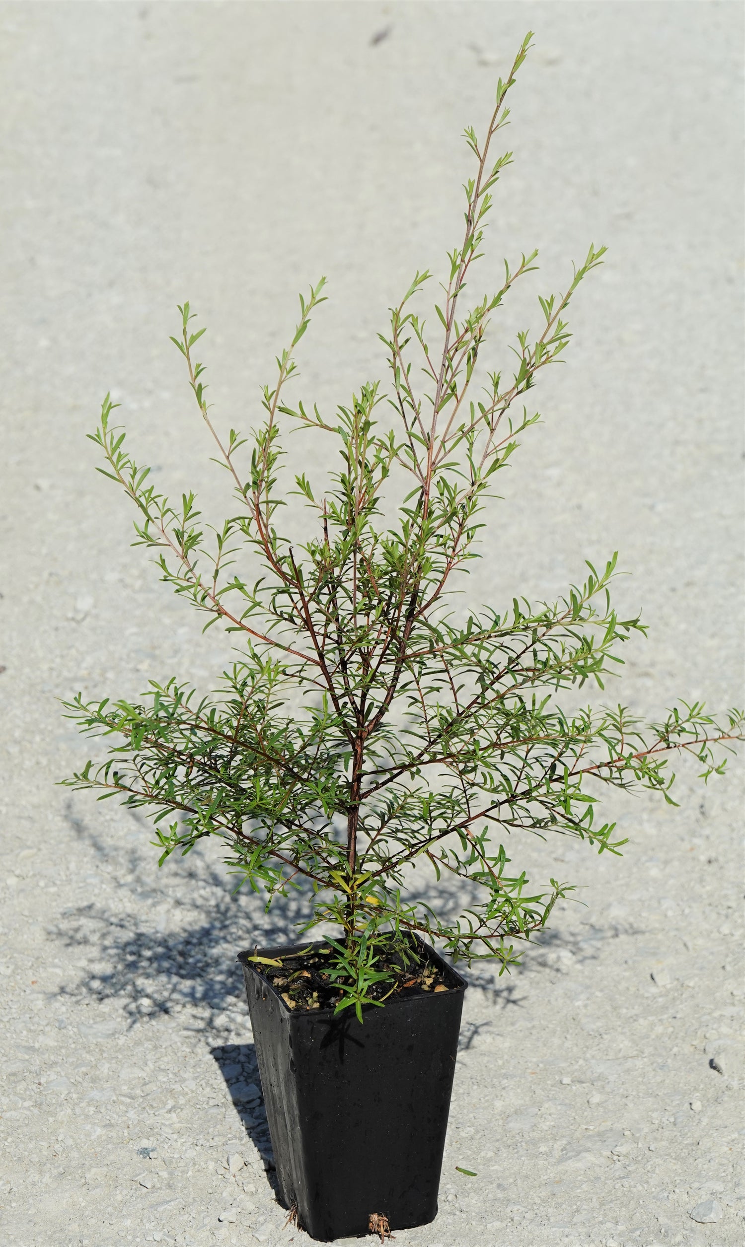 Kānuka, Kunzea robusta