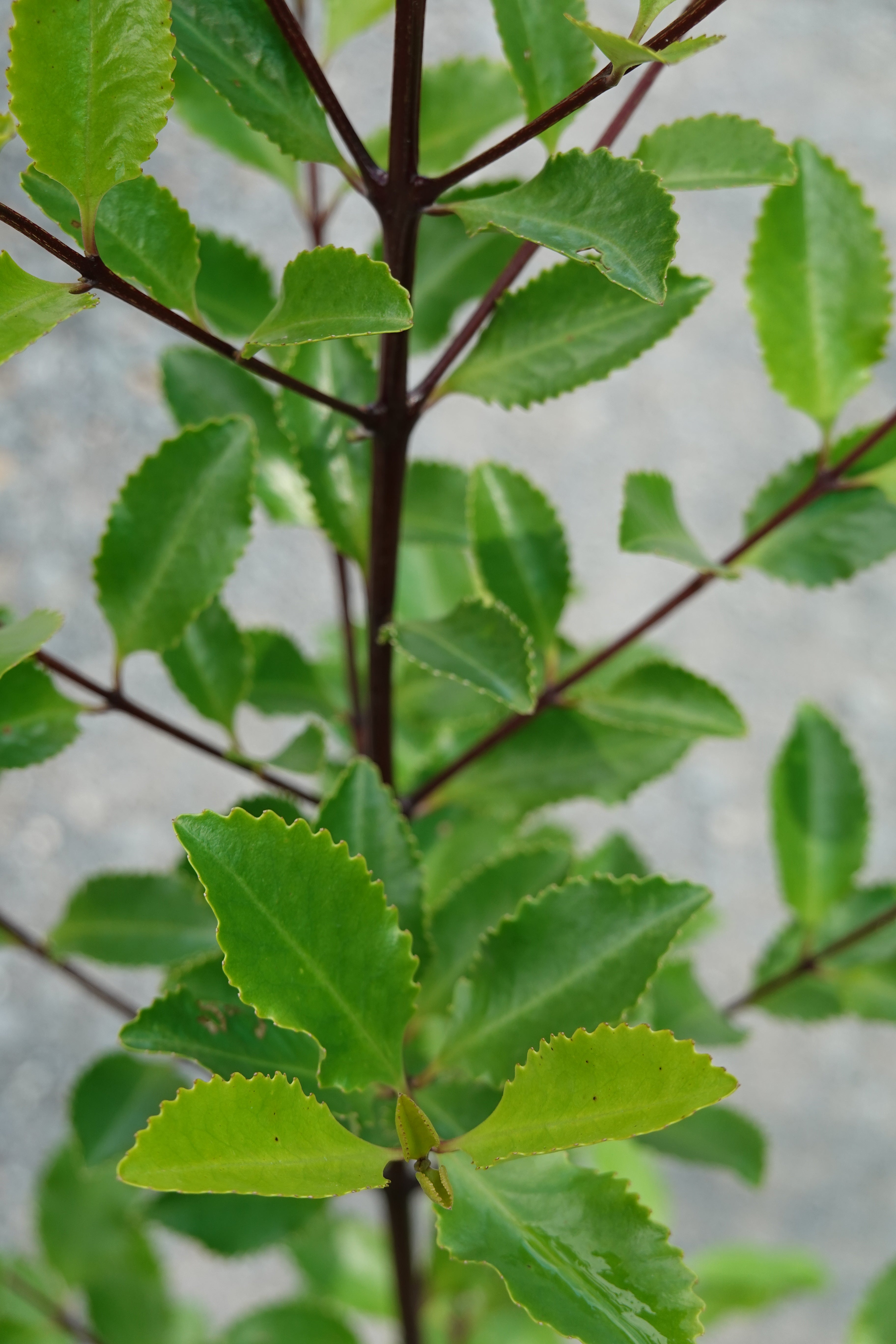 Pukatea / Laurelia novae-zelandiae – Mangawhai Natives