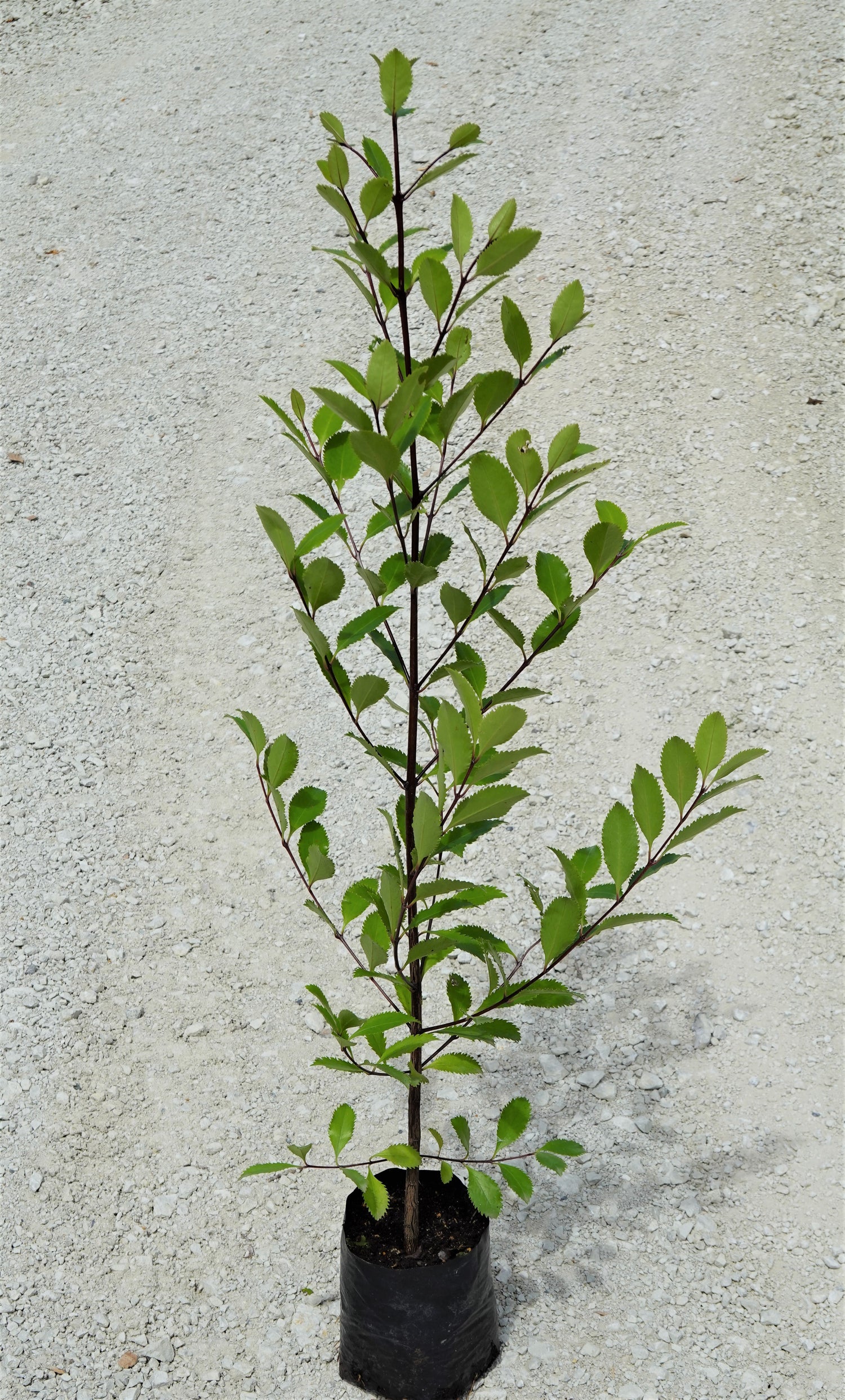 Pukatea, Laurelia novae-zelandiae