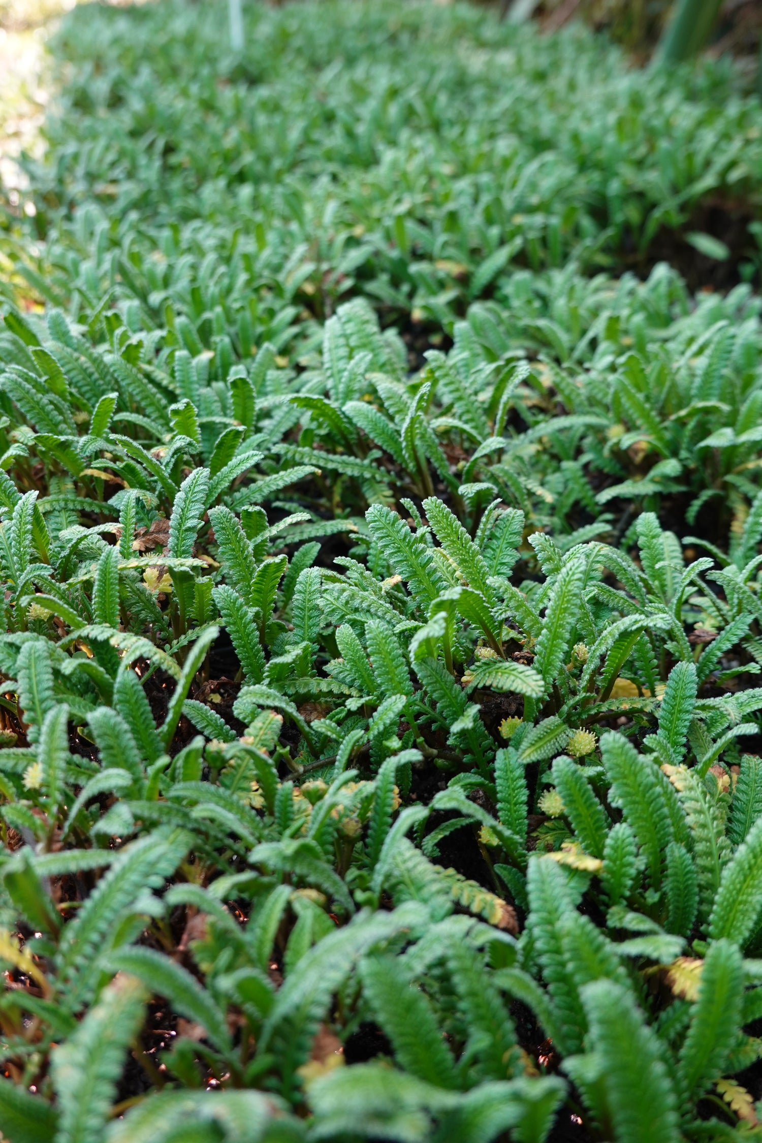 Leptinella calcarea