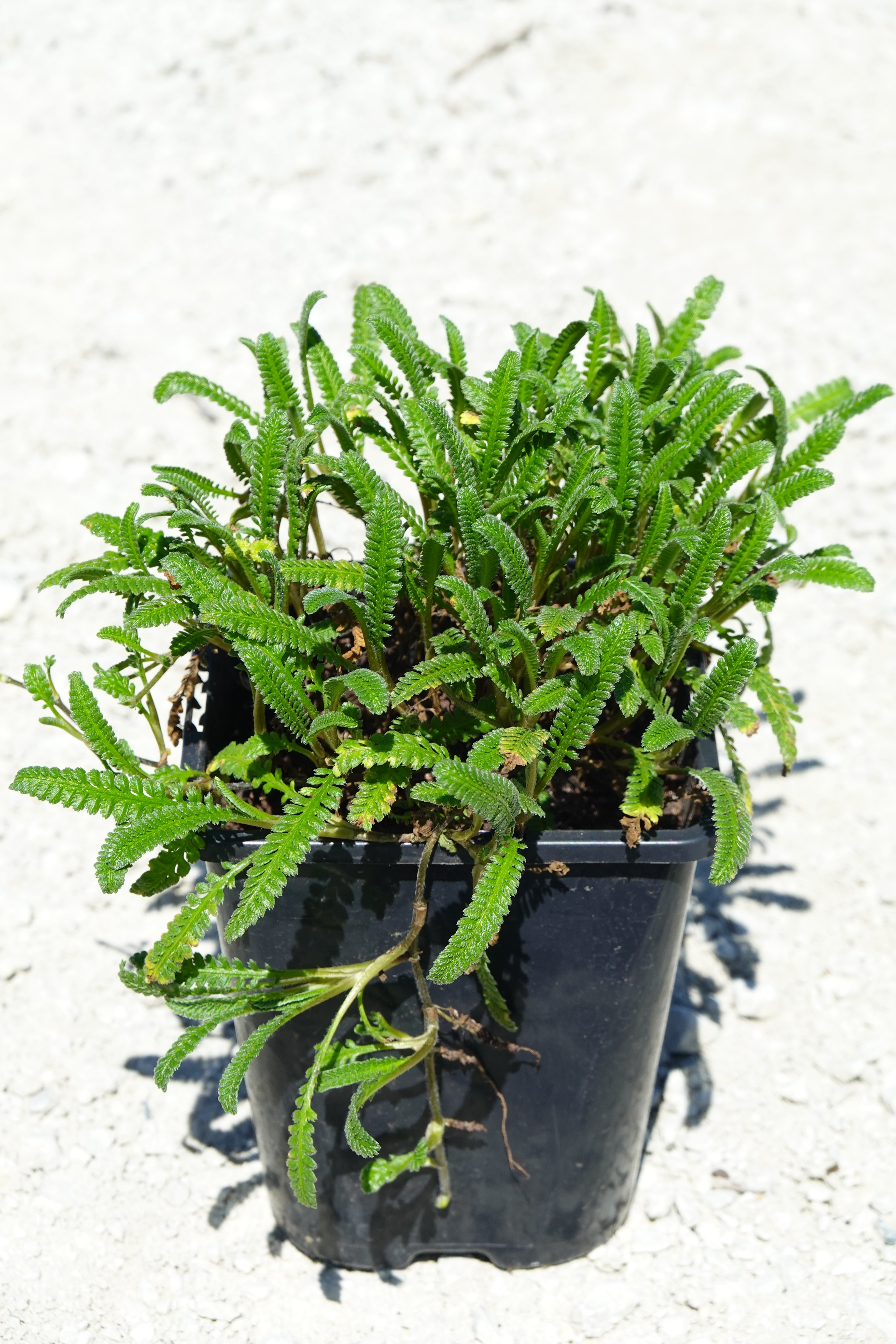 Leptinella calcarea