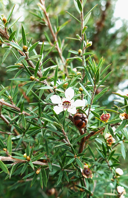 Mānuka, Leptospermum scoparium