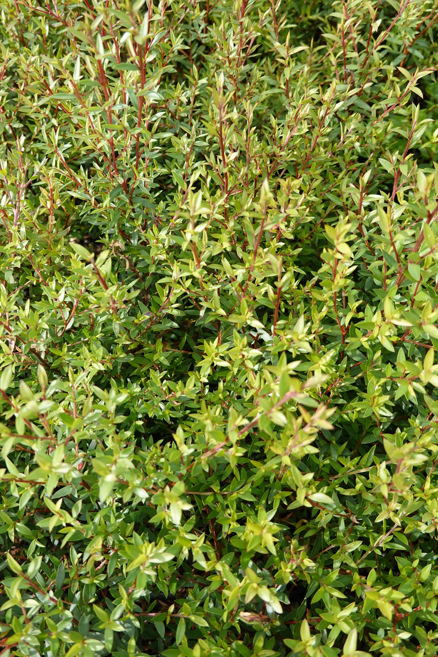 Mānuka, Leptospermum scoparium