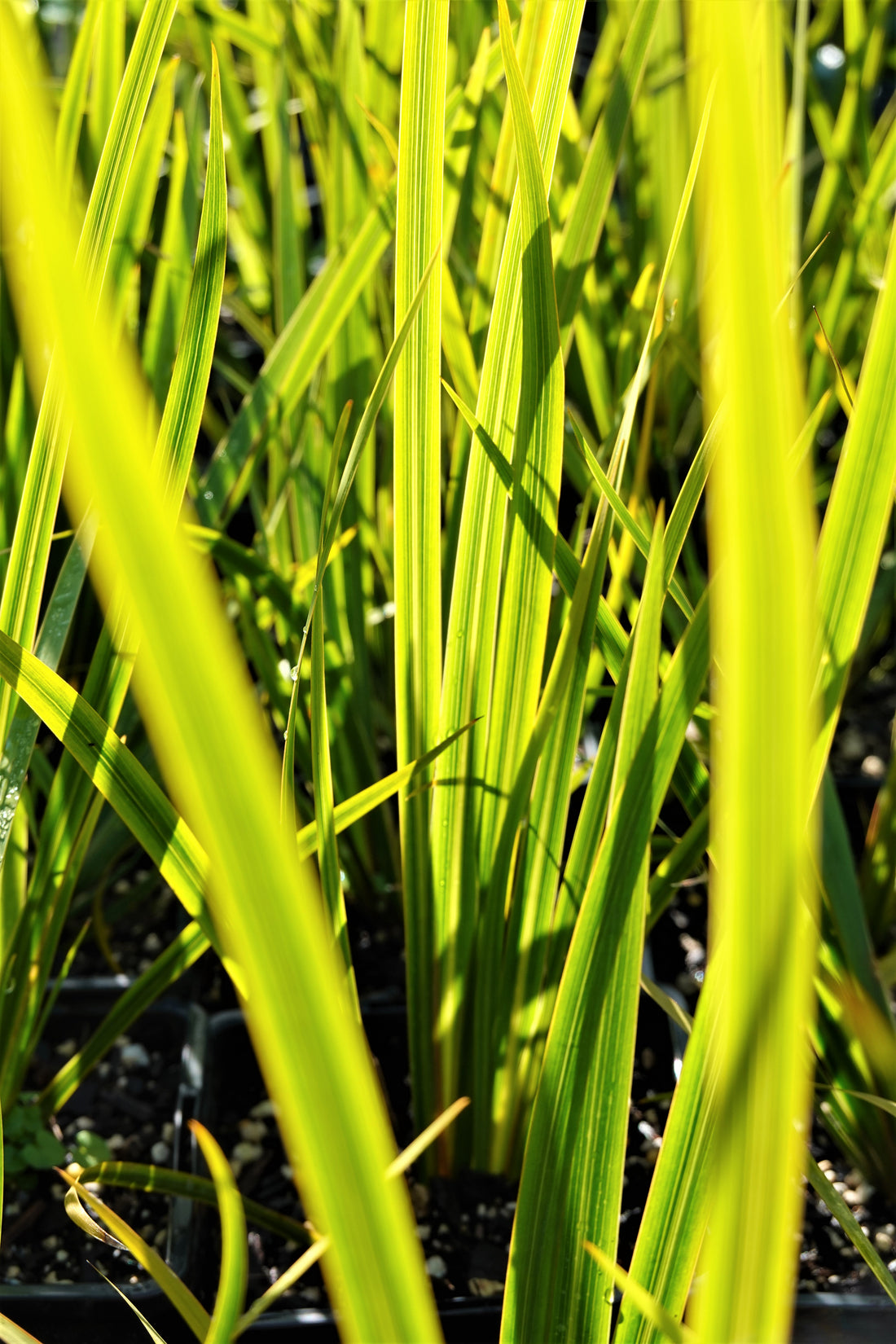 Libertia ixioides, NZ Iris, Tukauki