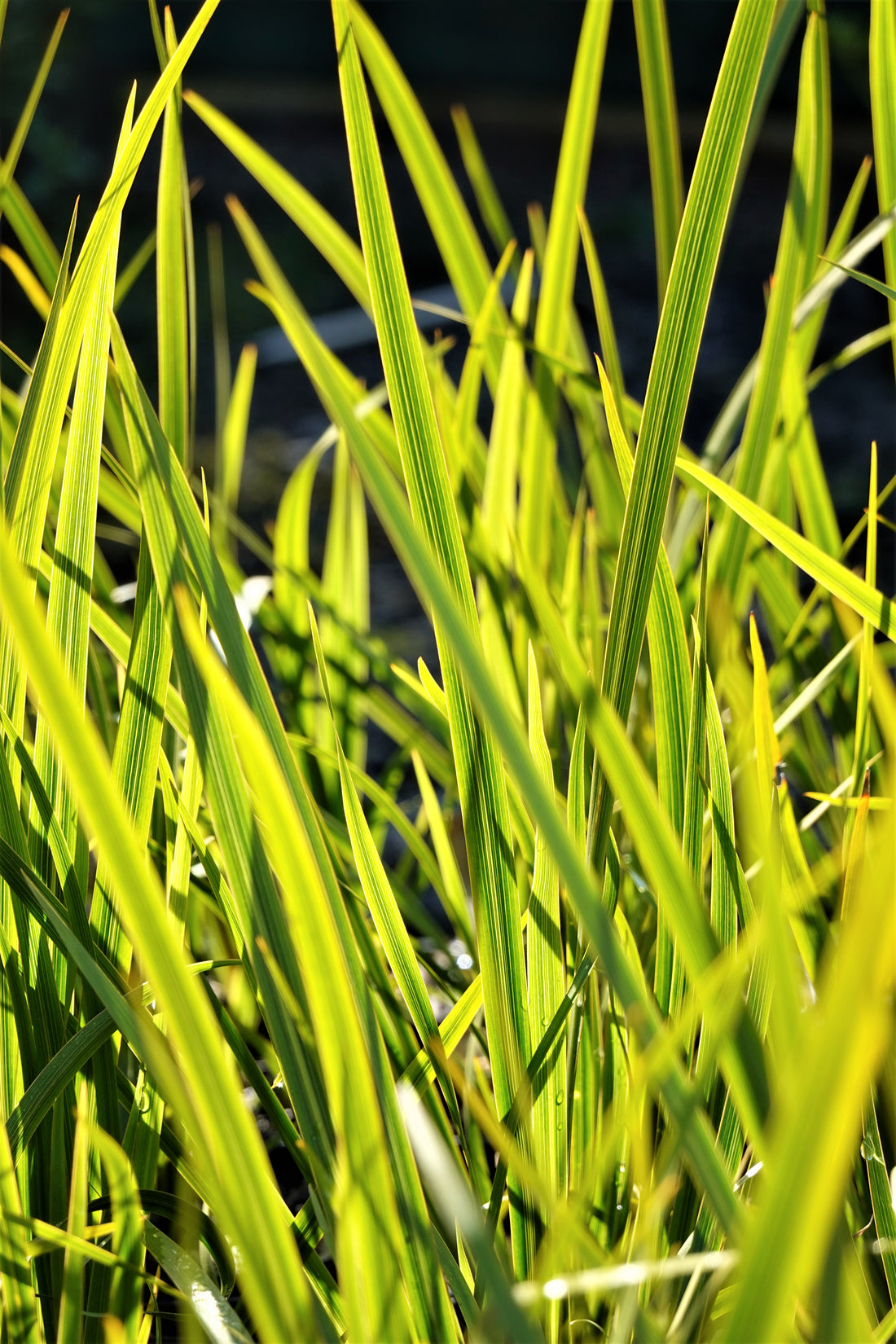 Libertia ixioides, NZ Iris, Tukauki