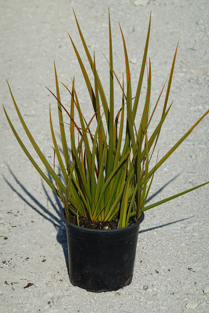 Mikoikoi, NZ Iris, Libertia peregrinnans