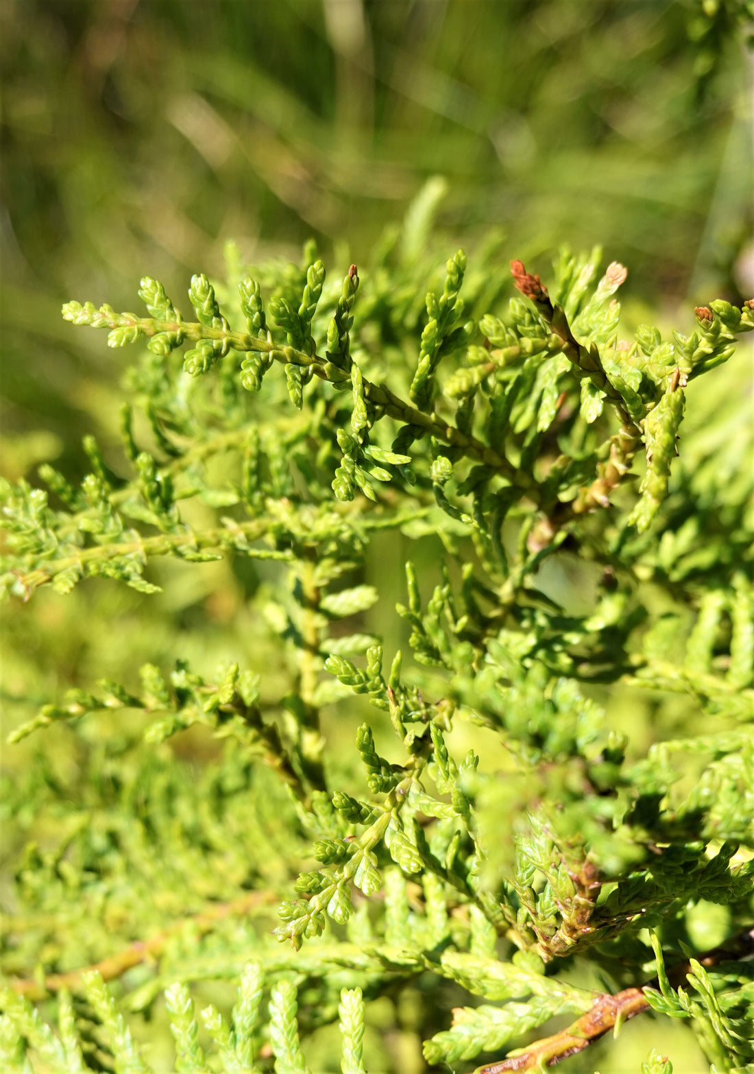 Kawaka, Libocedrus plumosa