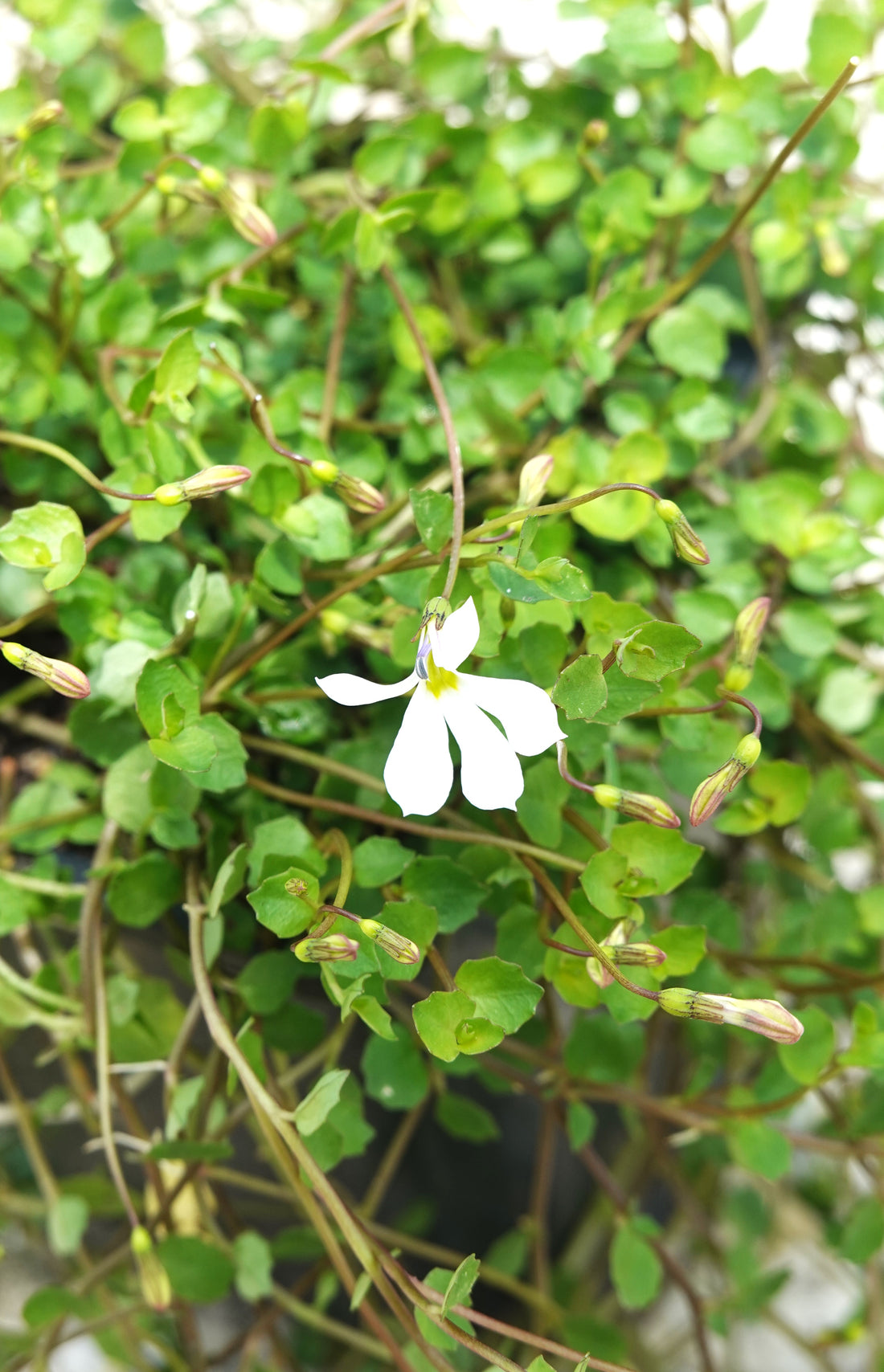 Panakenake, Lobelia angulata