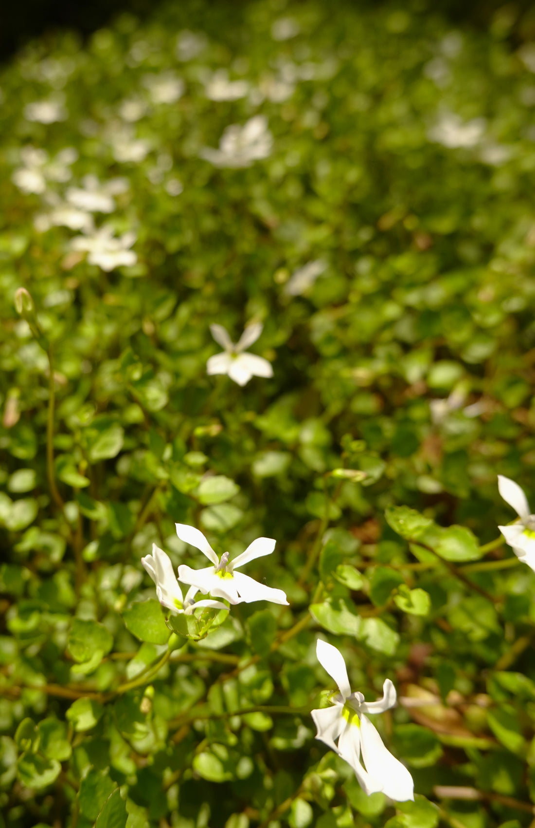 Panakenake, Lobelia angulata