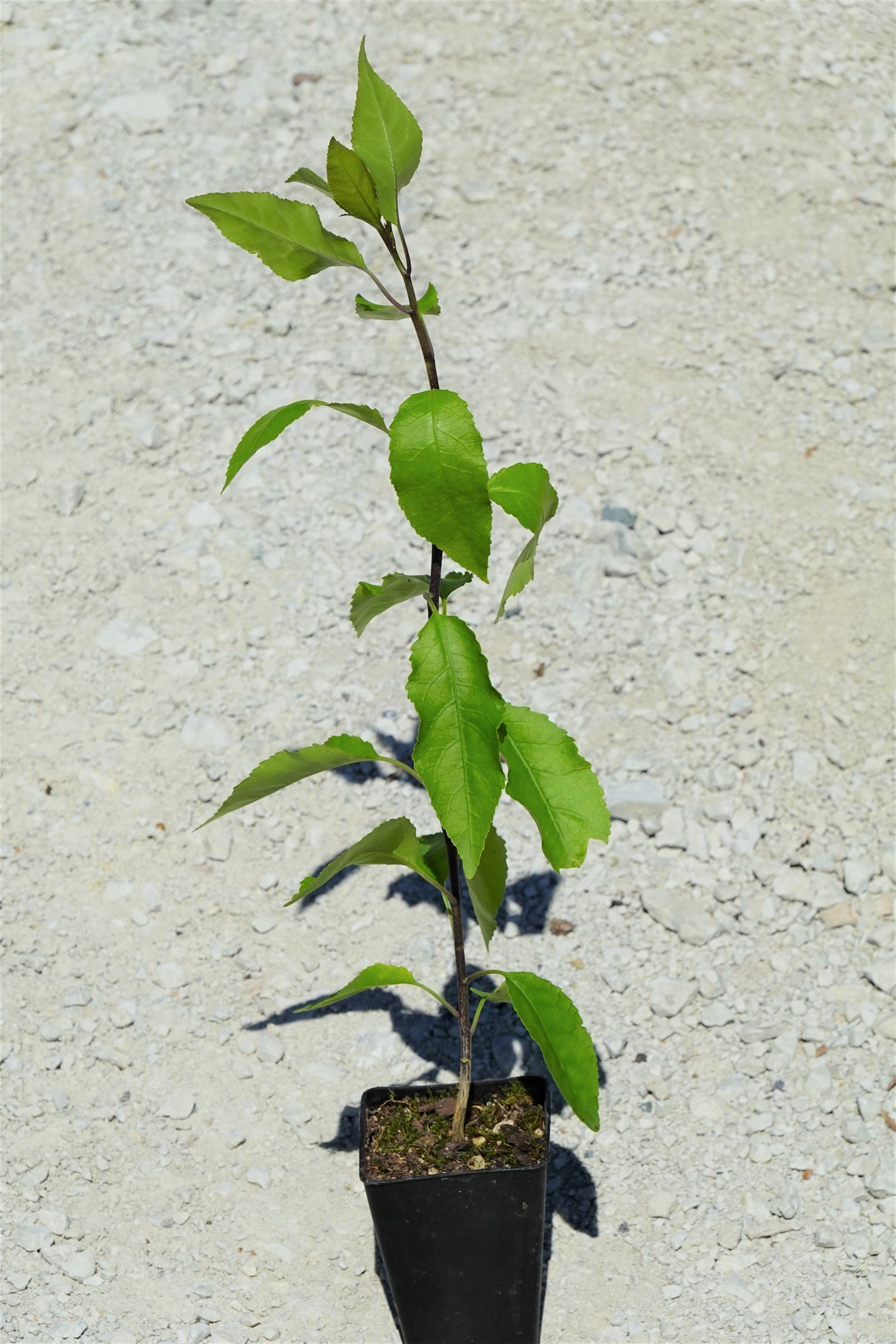 Māhoe, Melicytus ramiflorus