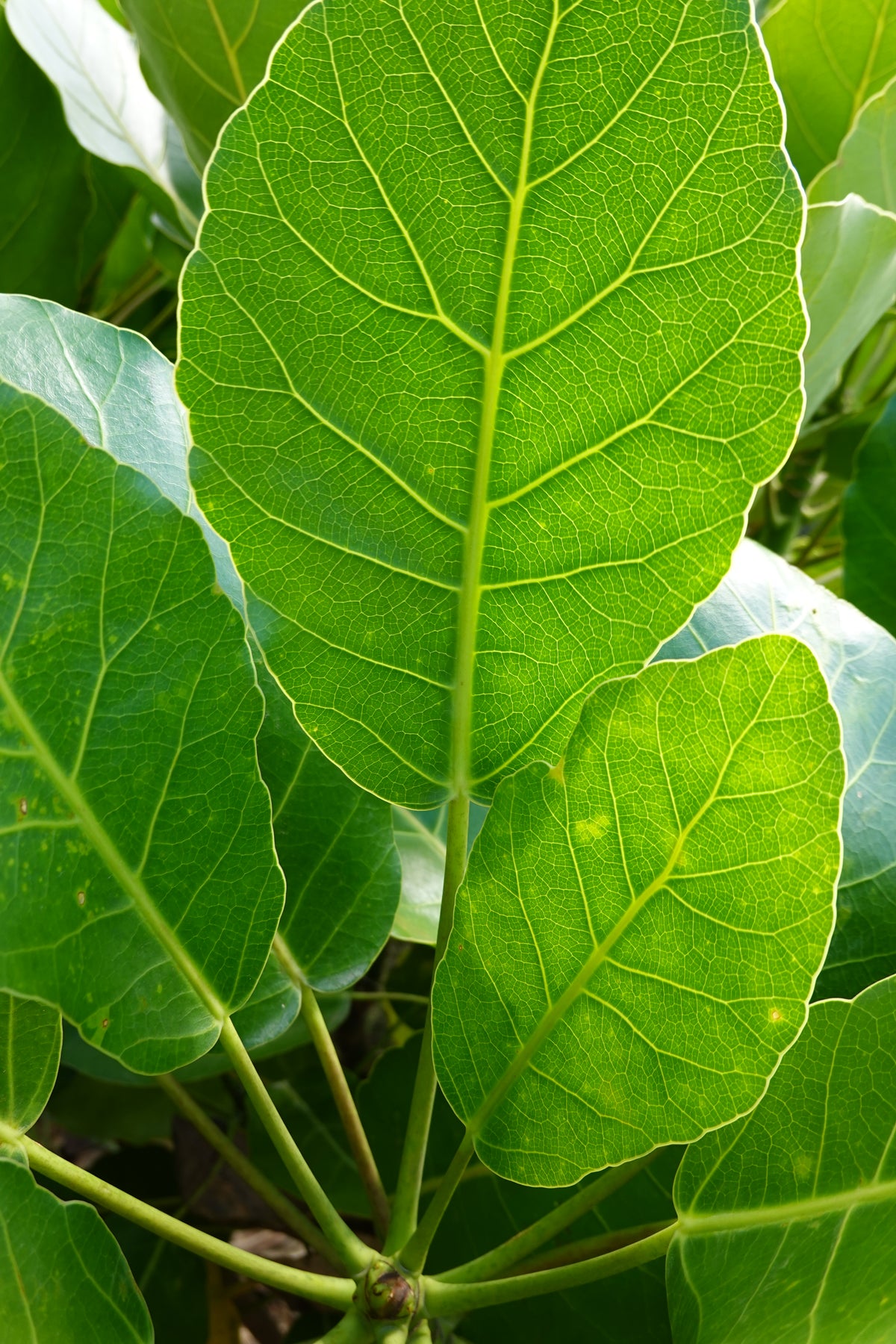 Puka / Mertya sinclairii – Mangawhai Natives