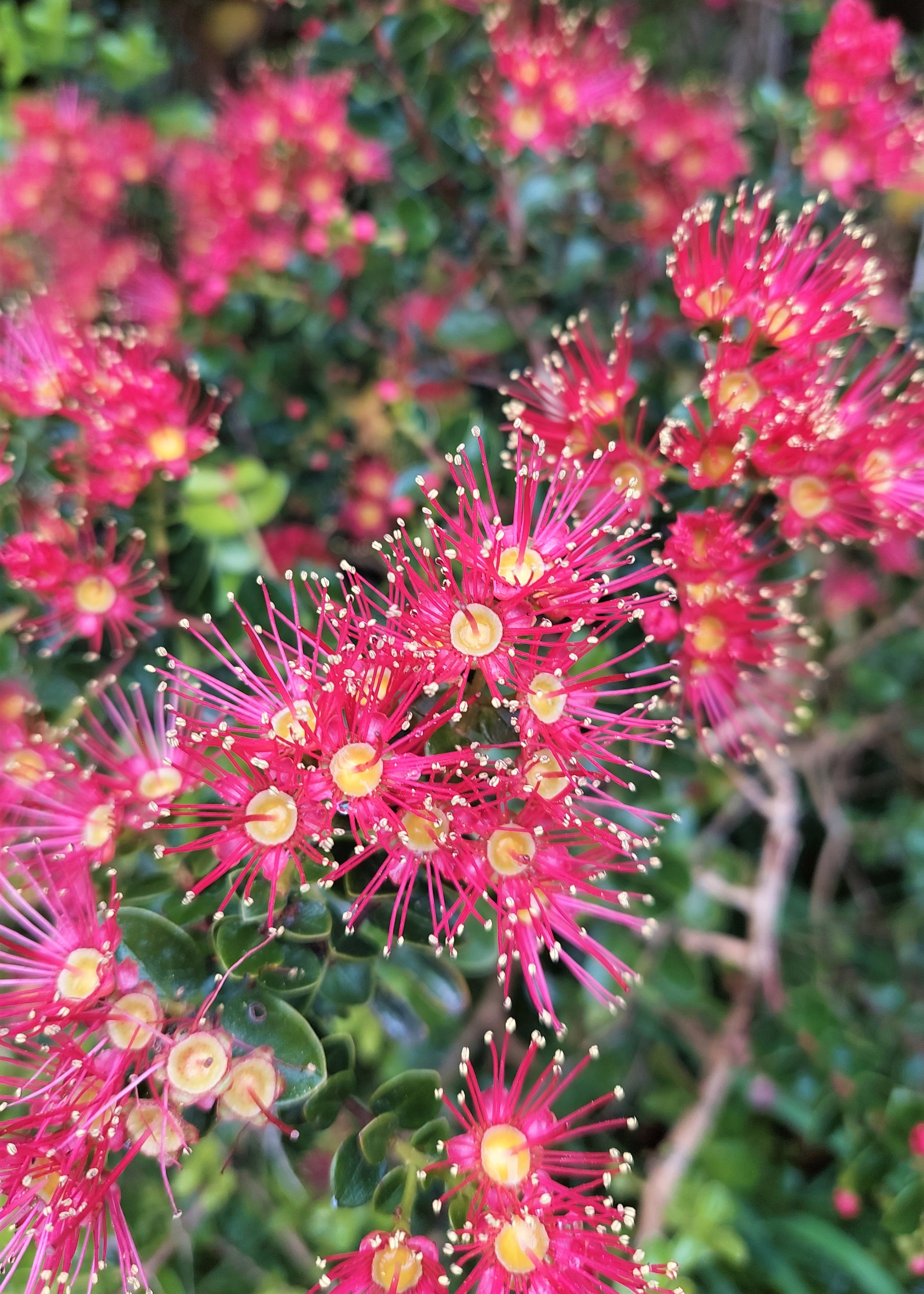 Akakura, Crimson Rata, Metrosideros carminea