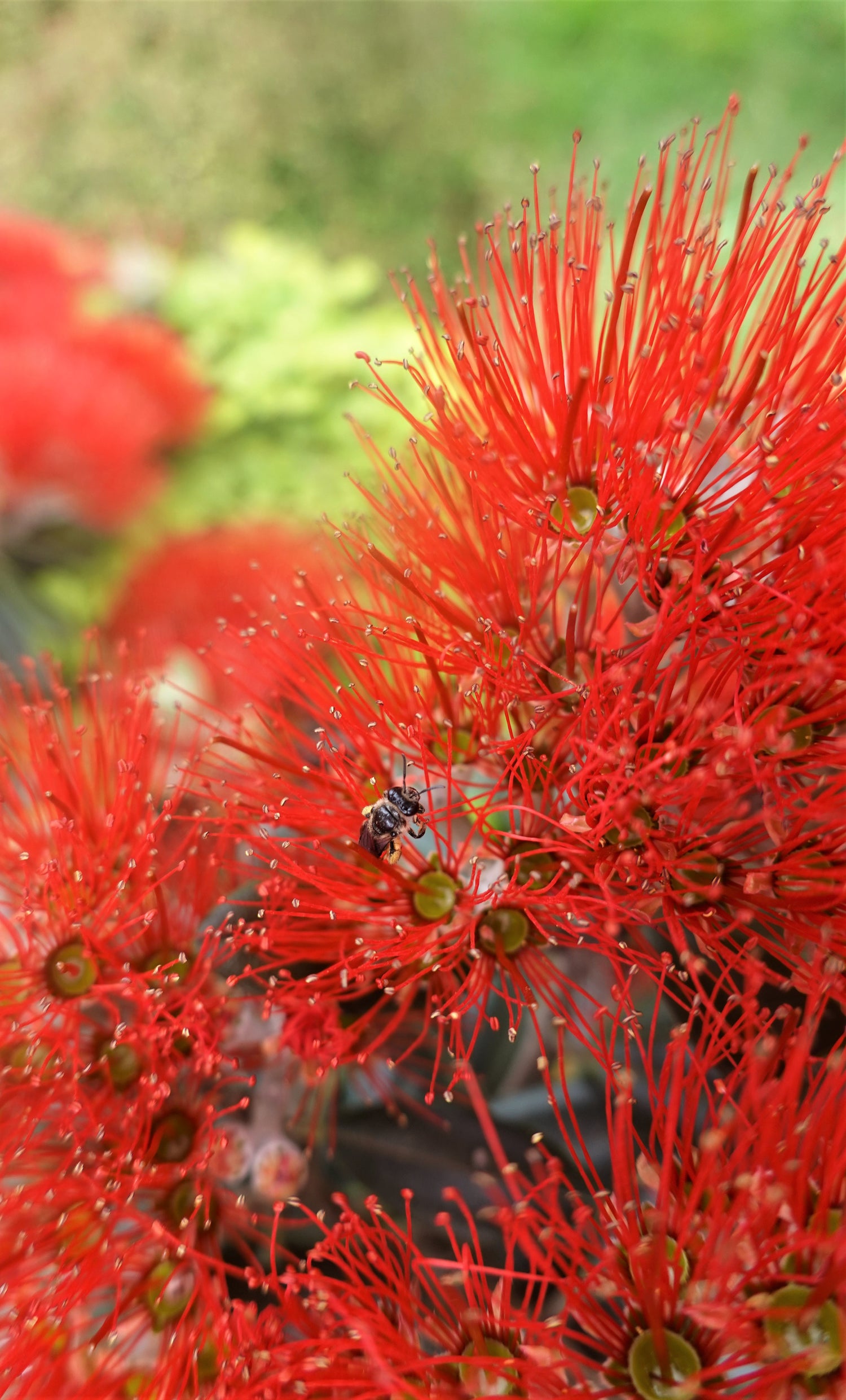 Pōhutukawa, Metrosideros excelsa