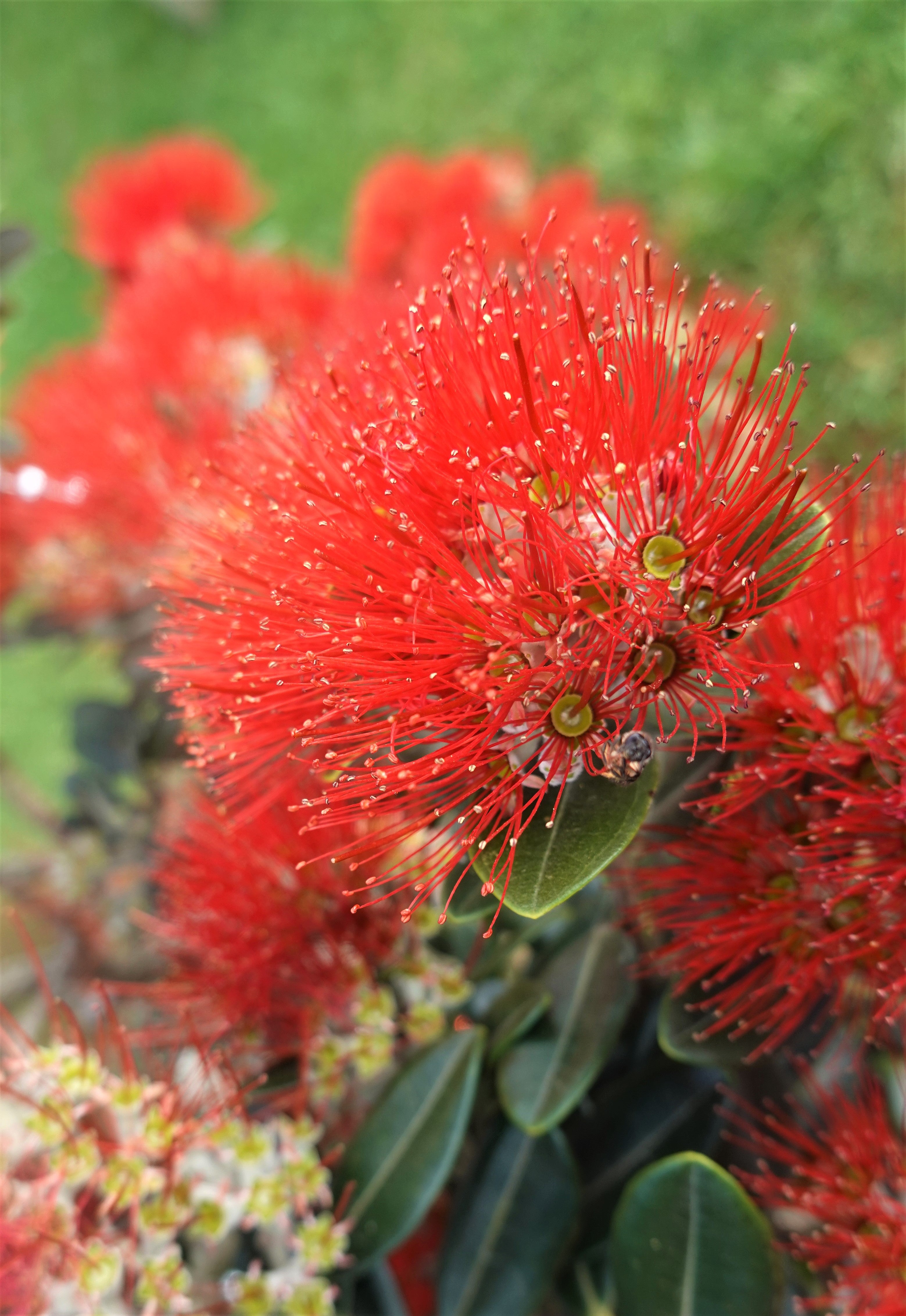 Pōhutukawa, Metrosideros excelsa