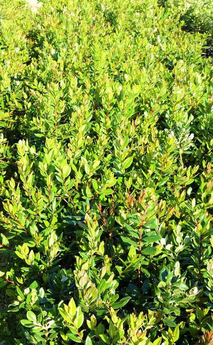 Pōhutukawa, Metrosideros excelsa