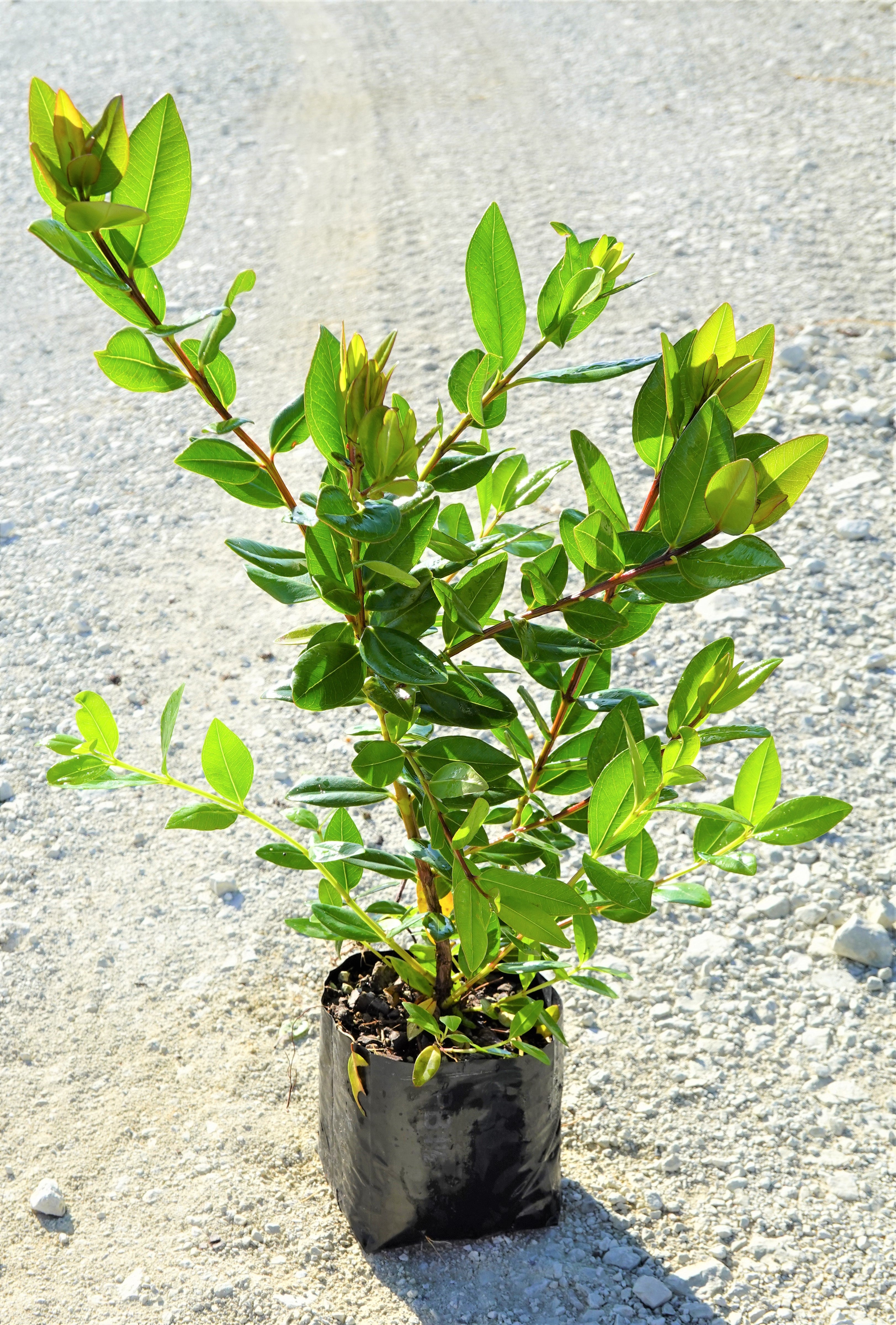 Pōhutukawa, Metrosideros excelsa