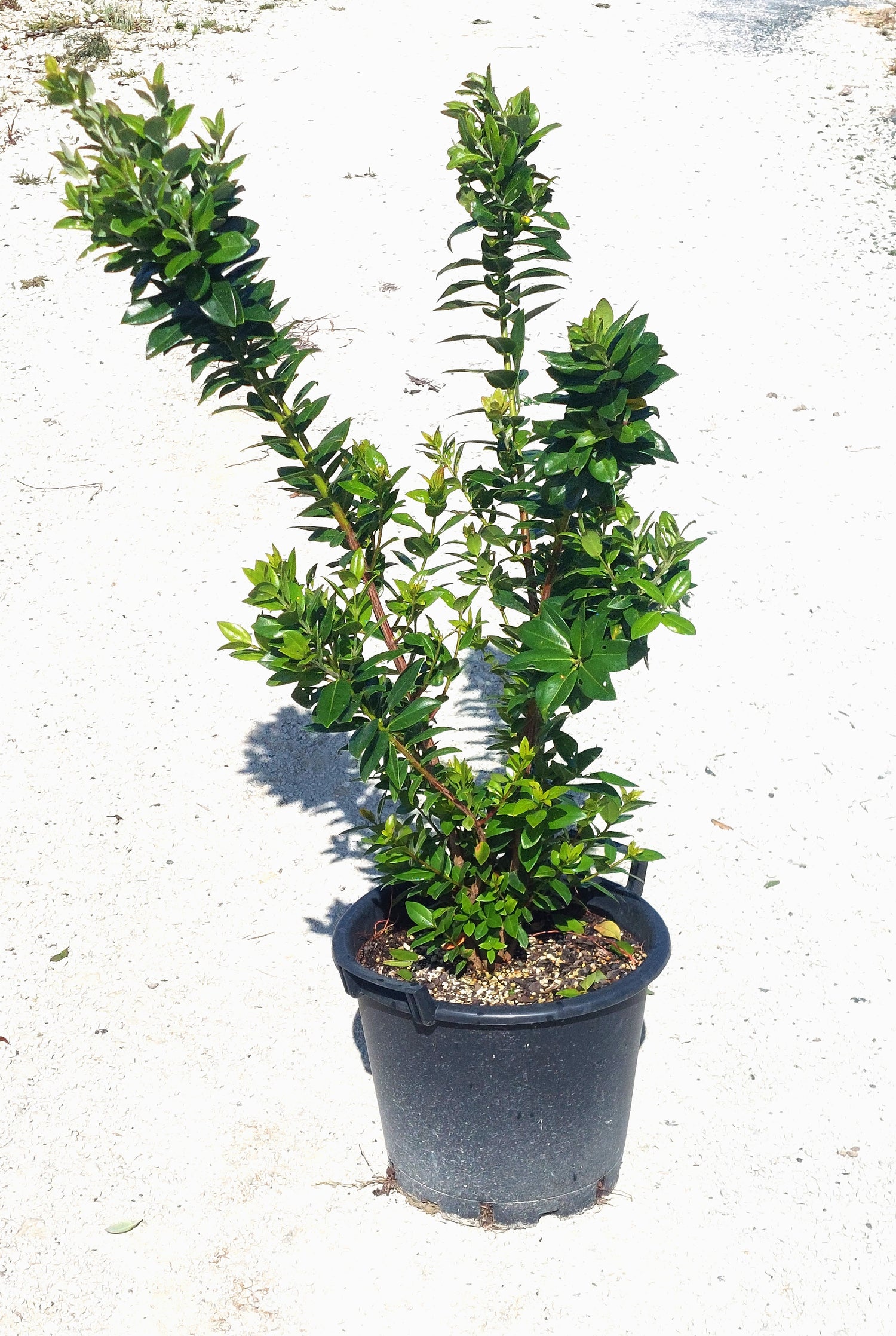 Pōhutukawa, Metrosideros excelsa