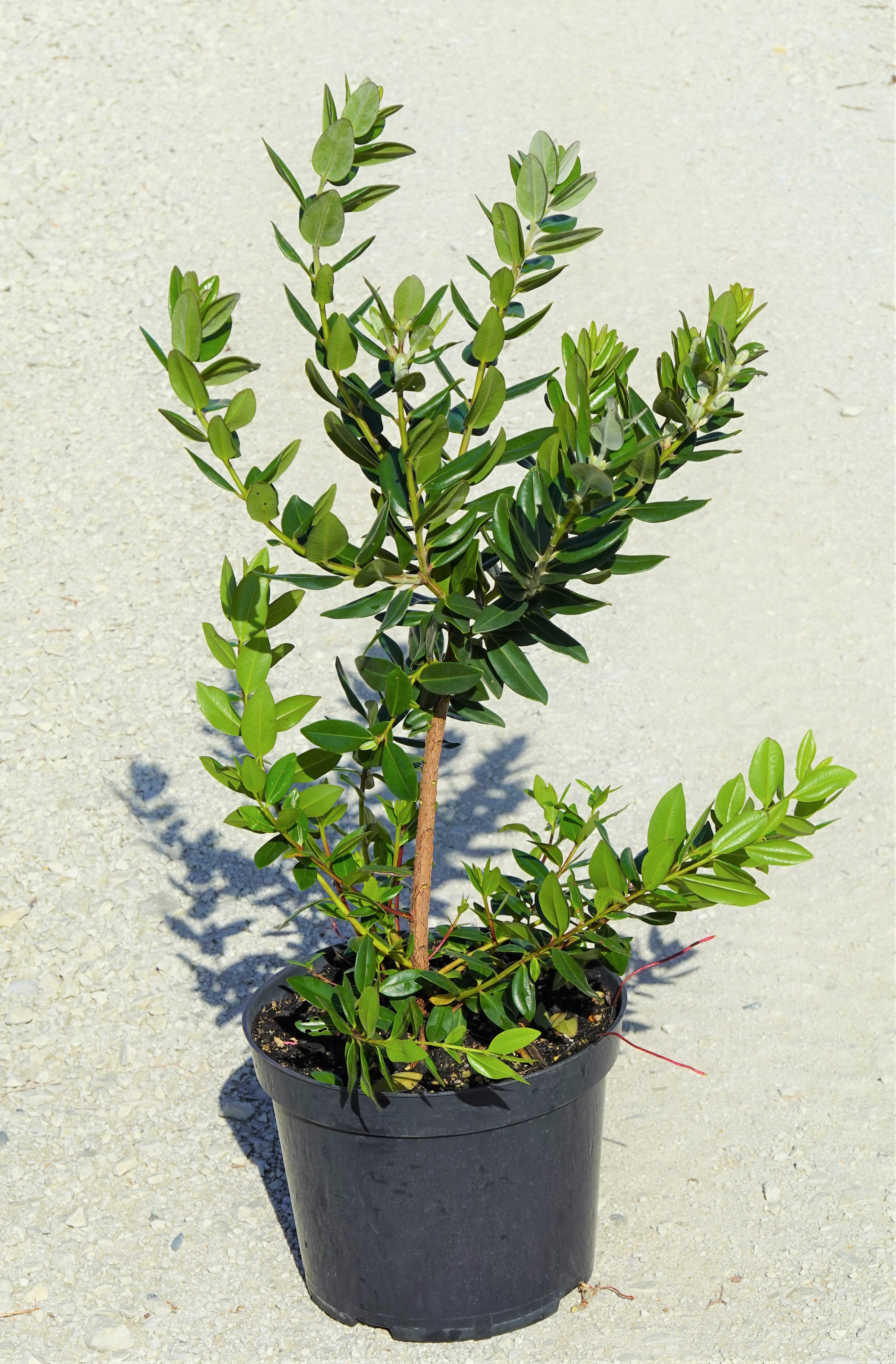 Pōhutukawa, Metrosideros excelsa