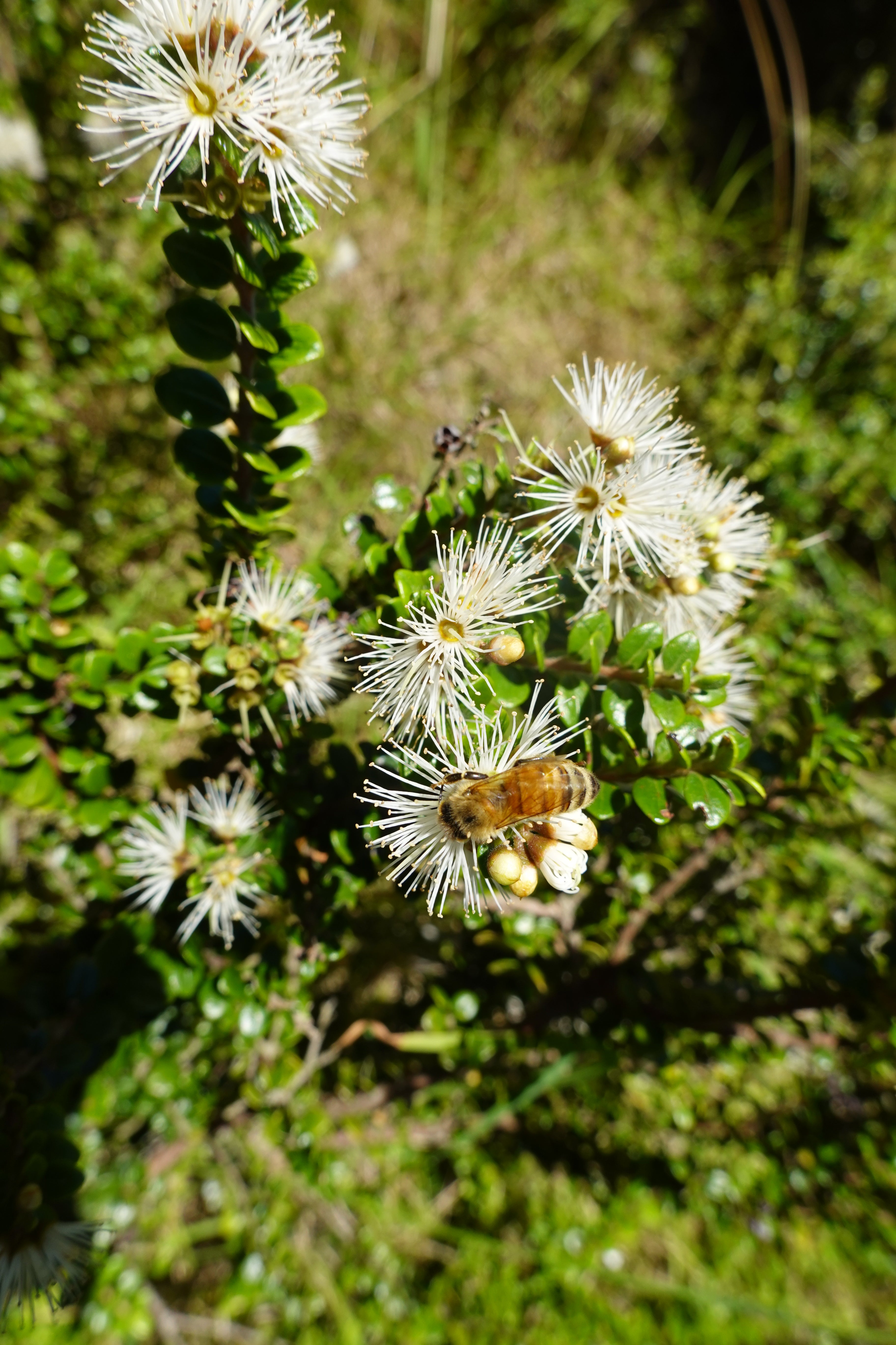 Akatea, White Rata / Metrosideros perforata – Mangawhai Natives