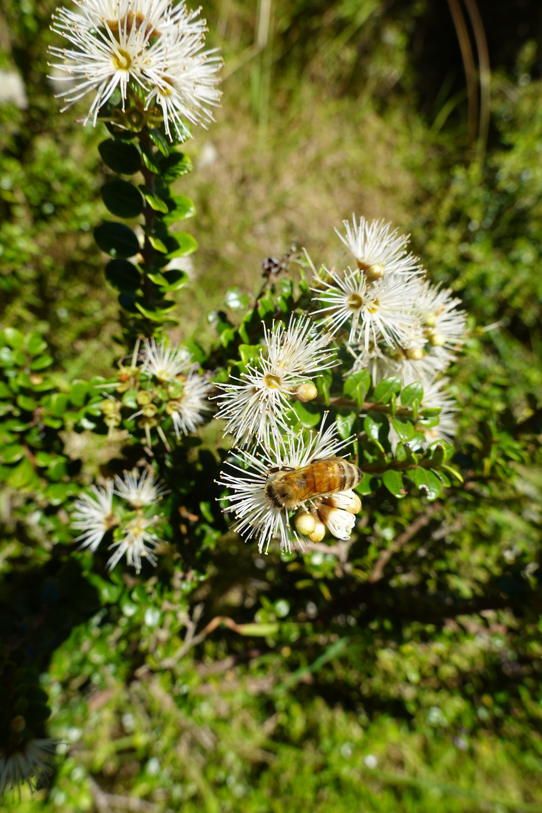 Akatea, White Rata, Metrosideros perforata