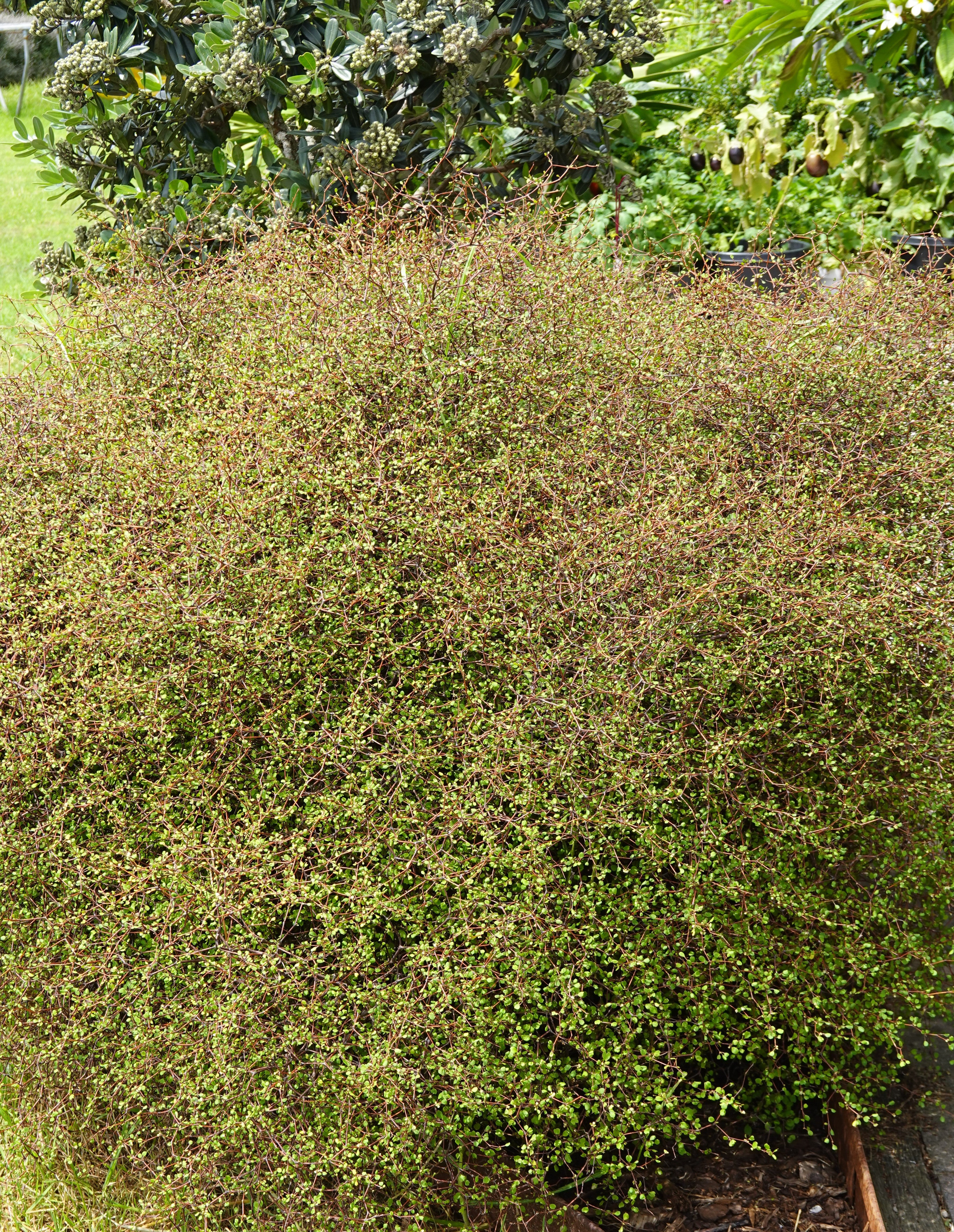 Shrubby Tororaro, Muehlenbeckia astonii