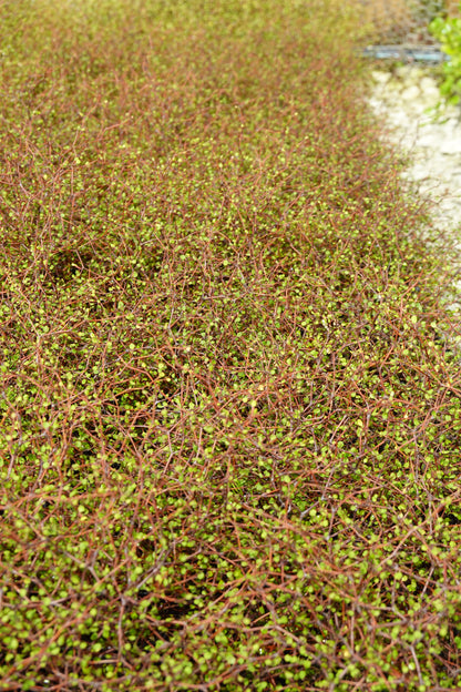 Shrubby Tororaro, Muehlenbeckia astonii