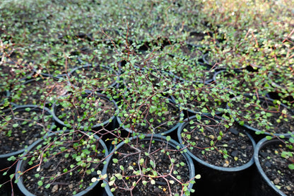 Shrubby Tororaro, Muehlenbeckia astonii