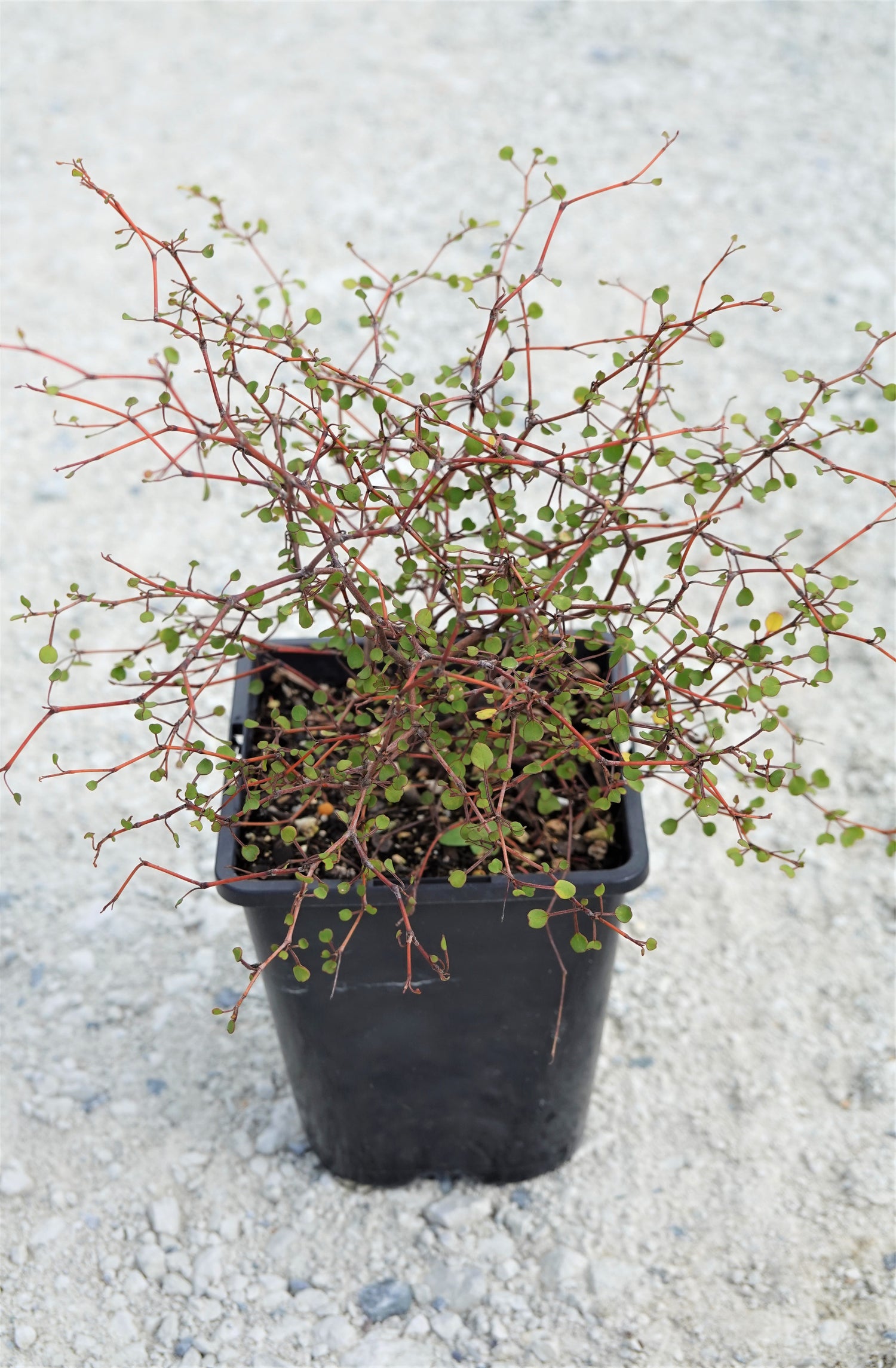 Shrubby Tororaro, Muehlenbeckia astonii