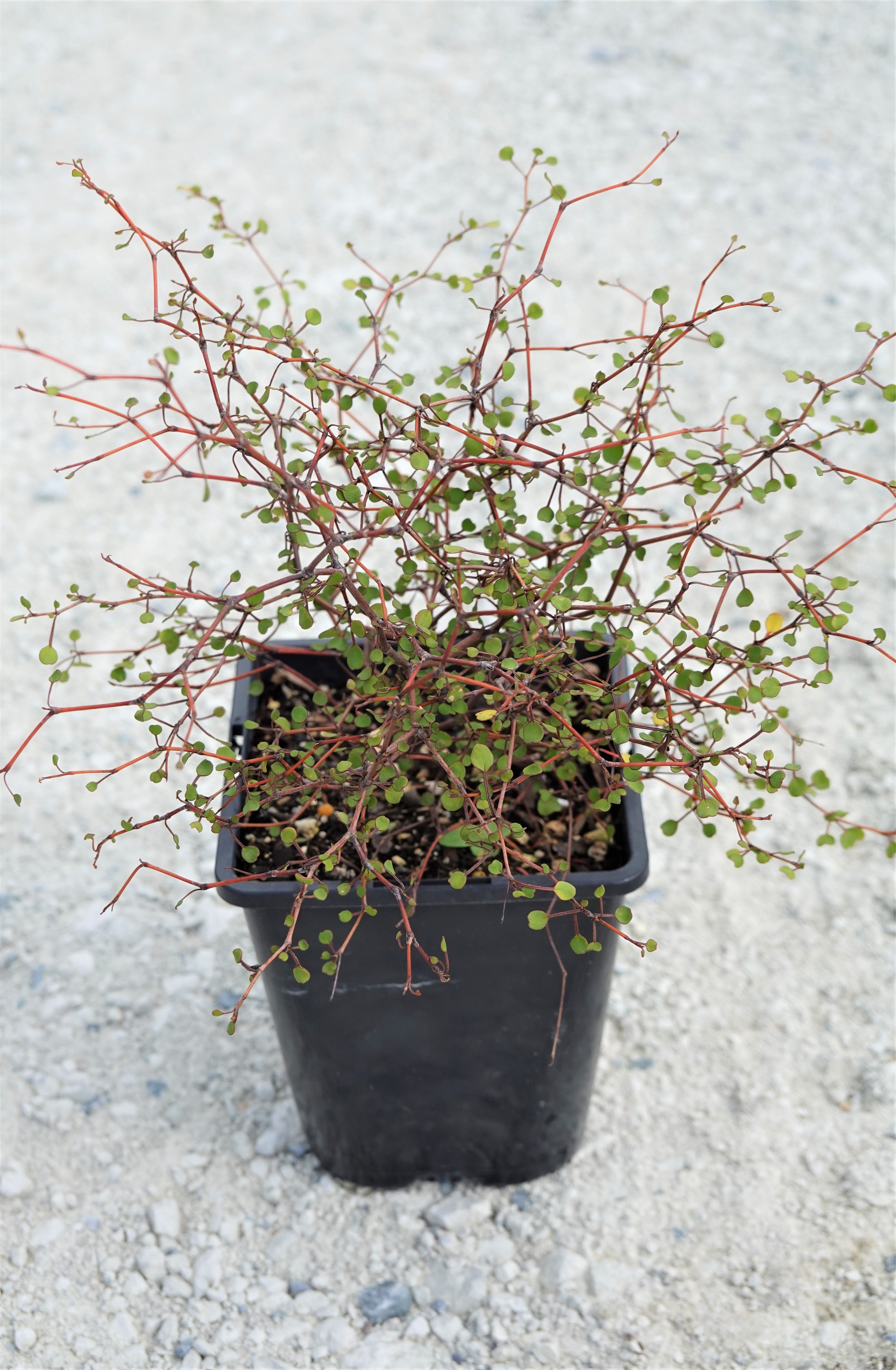 Shrubby Tororaro, Muehlenbeckia astonii