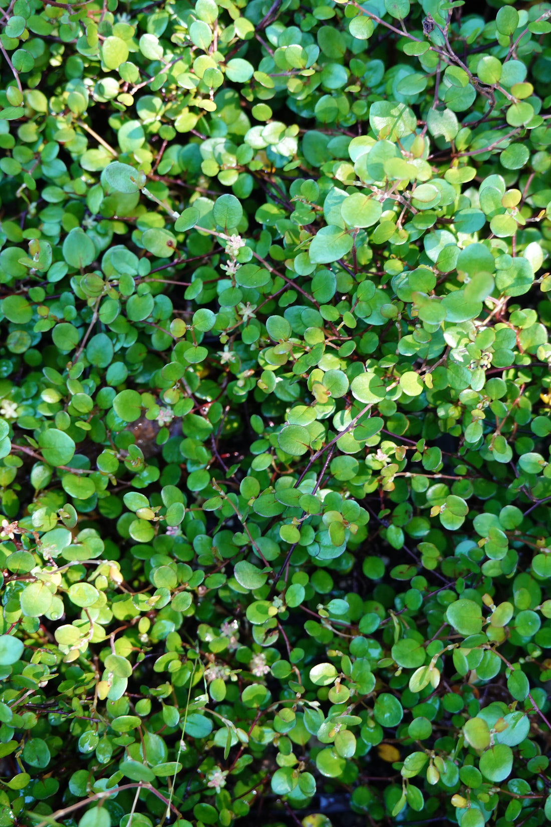 Creeping Pohuehue, Muehlenbeckia axillaris