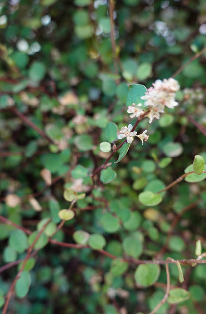 Small Leaved Pohuehue, Muehlenbeckia complexa