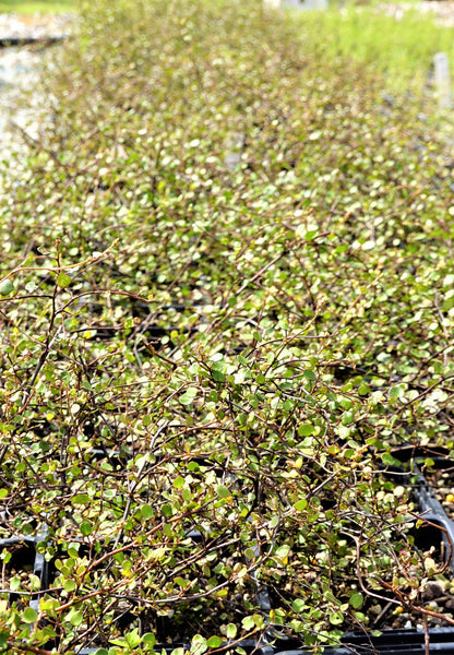 Small Leaved Pohuehue, Muehlenbeckia complexa