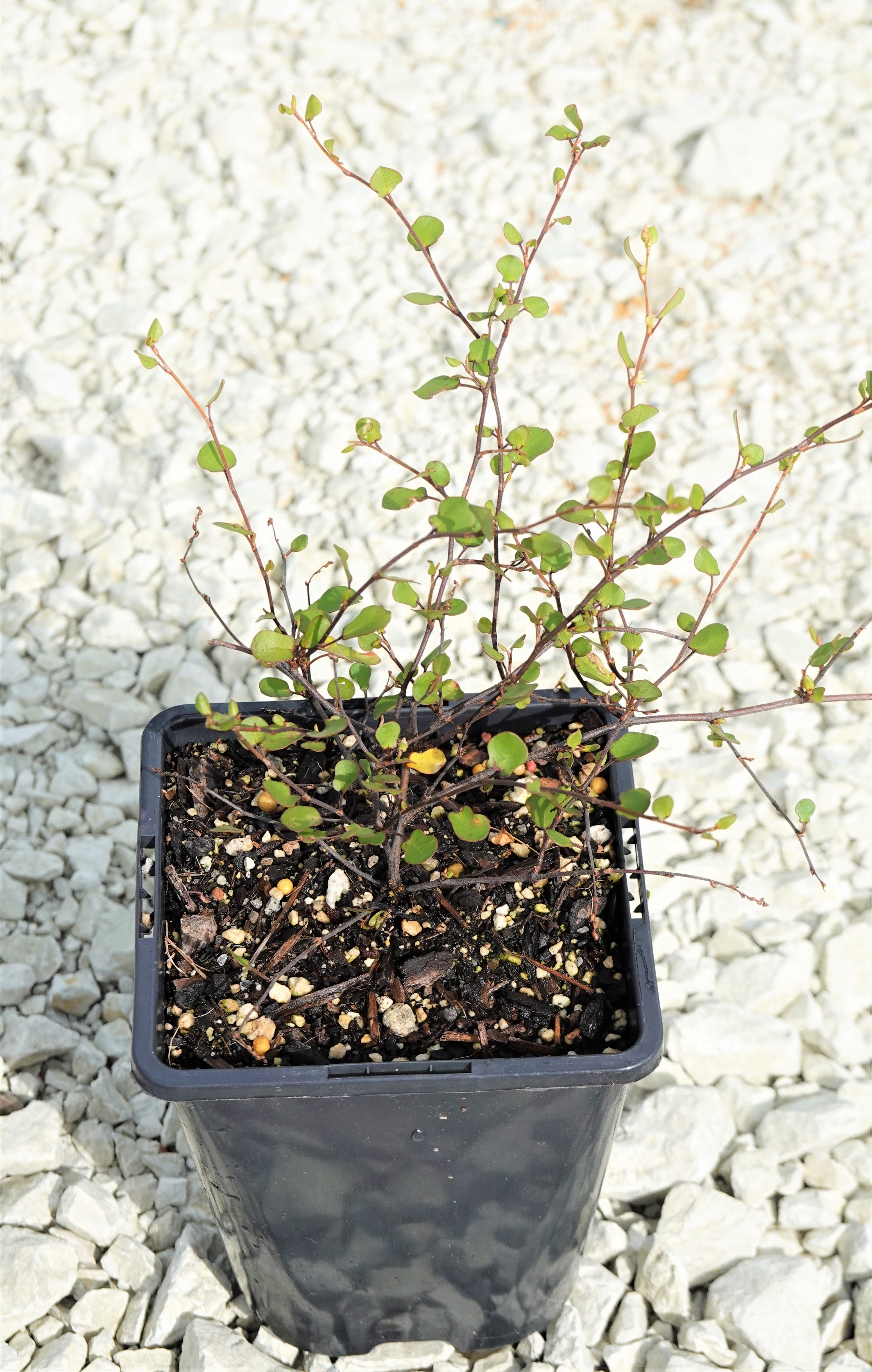 Small Leaved Pohuehue, Muehlenbeckia complexa