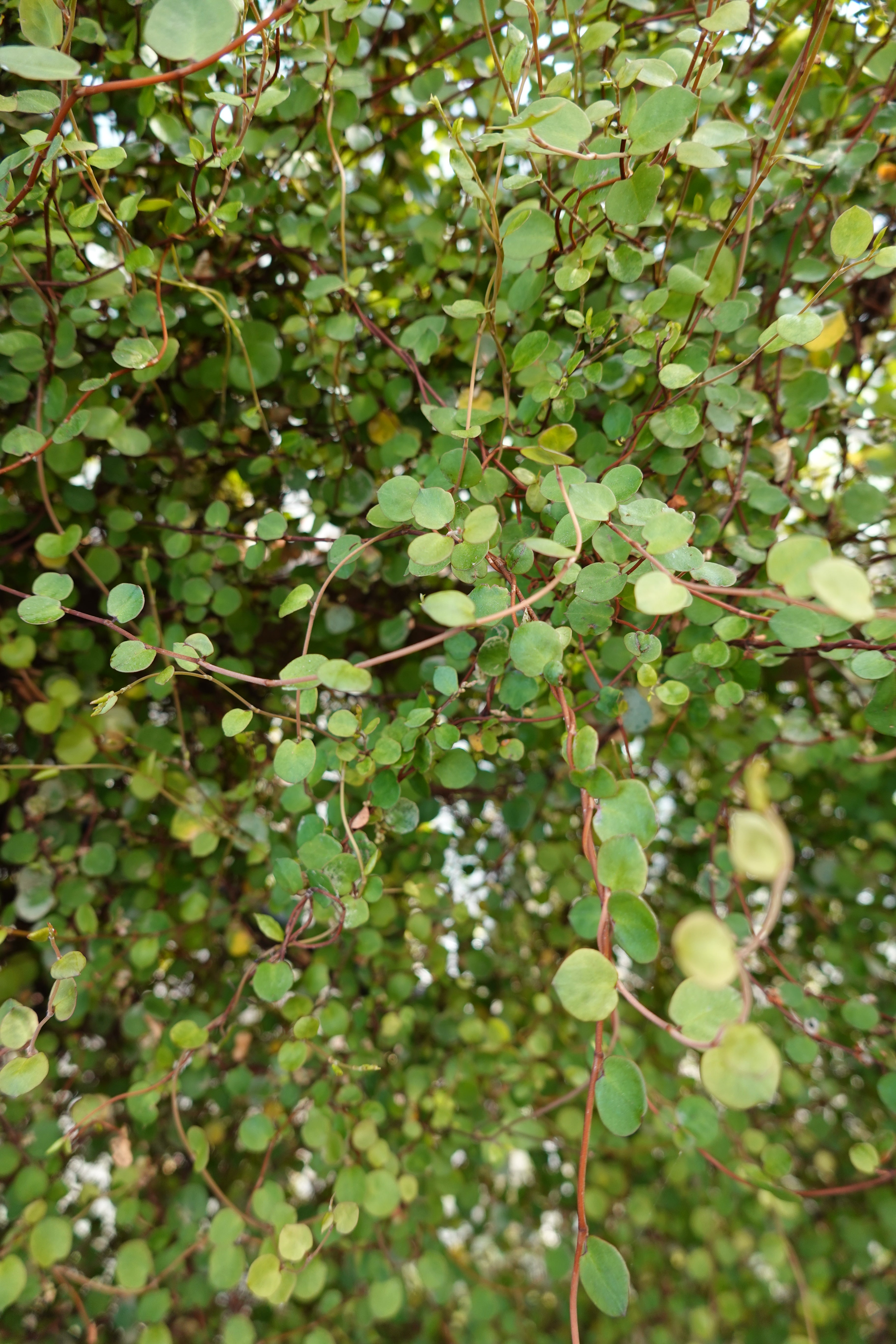 Small Leaved Pohuehue, Muehlenbeckia complexa