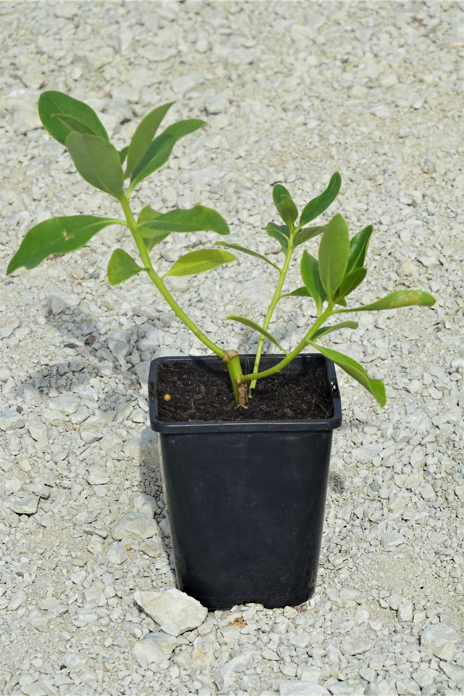 Prostrate Ngaio, Myoporum laetum var. decumbens