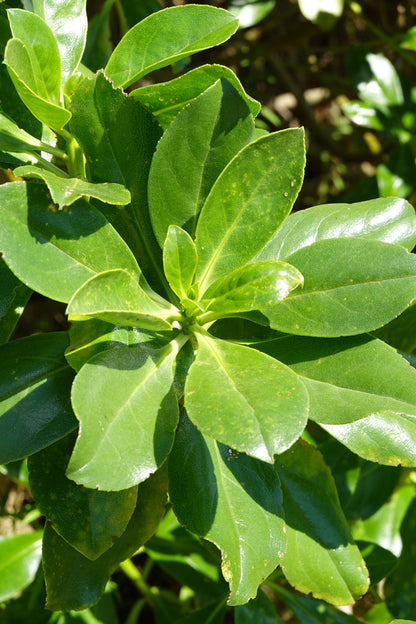 Prostrate Ngaio, Myoporum laetum var. decumbens