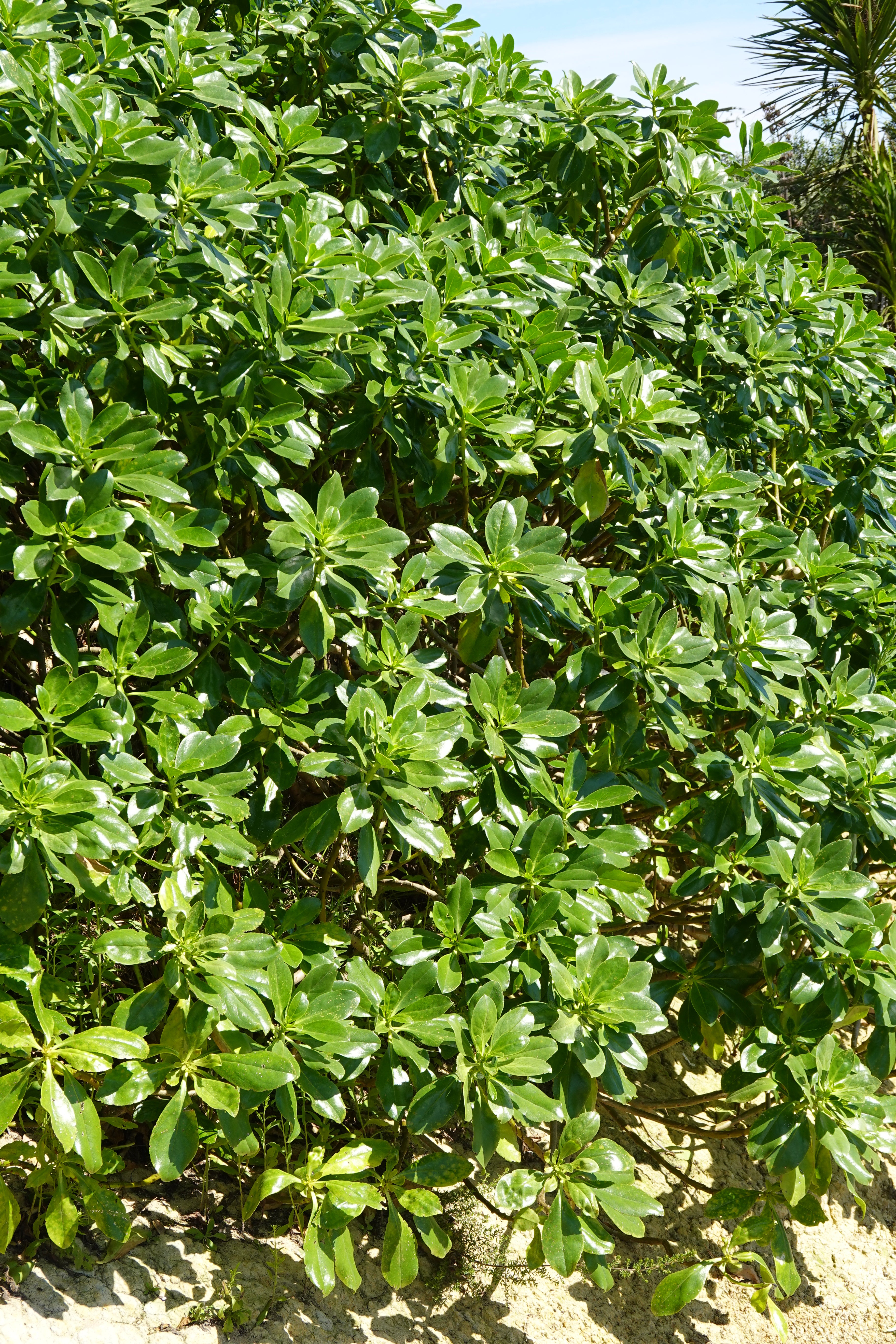 Prostrate Ngaio, Myoporum laetum var. decumbens