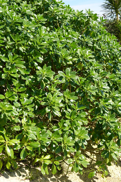 Prostrate Ngaio, Myoporum laetum var. decumbens