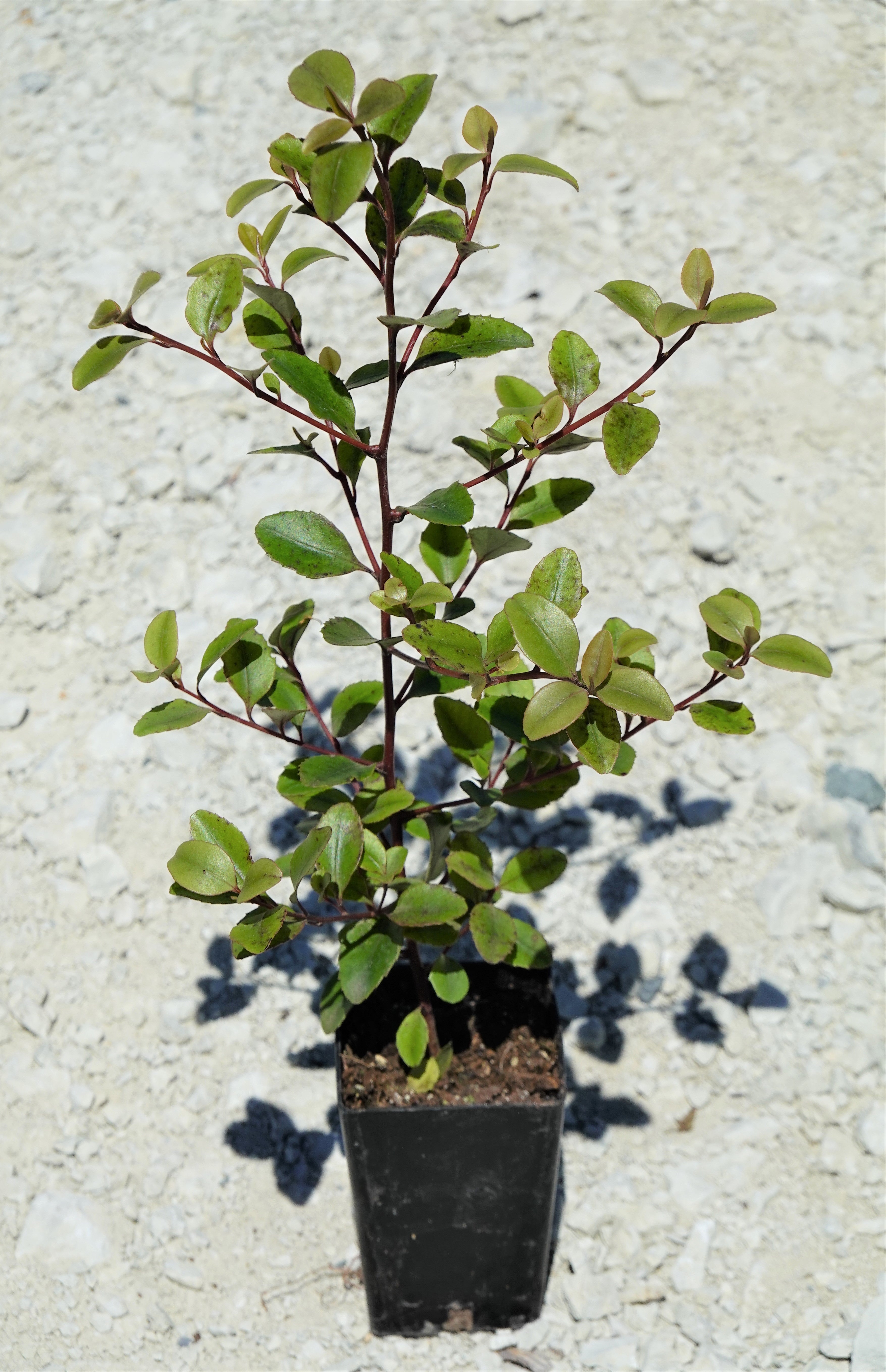 Māpou, Matipo, Myrsine australis