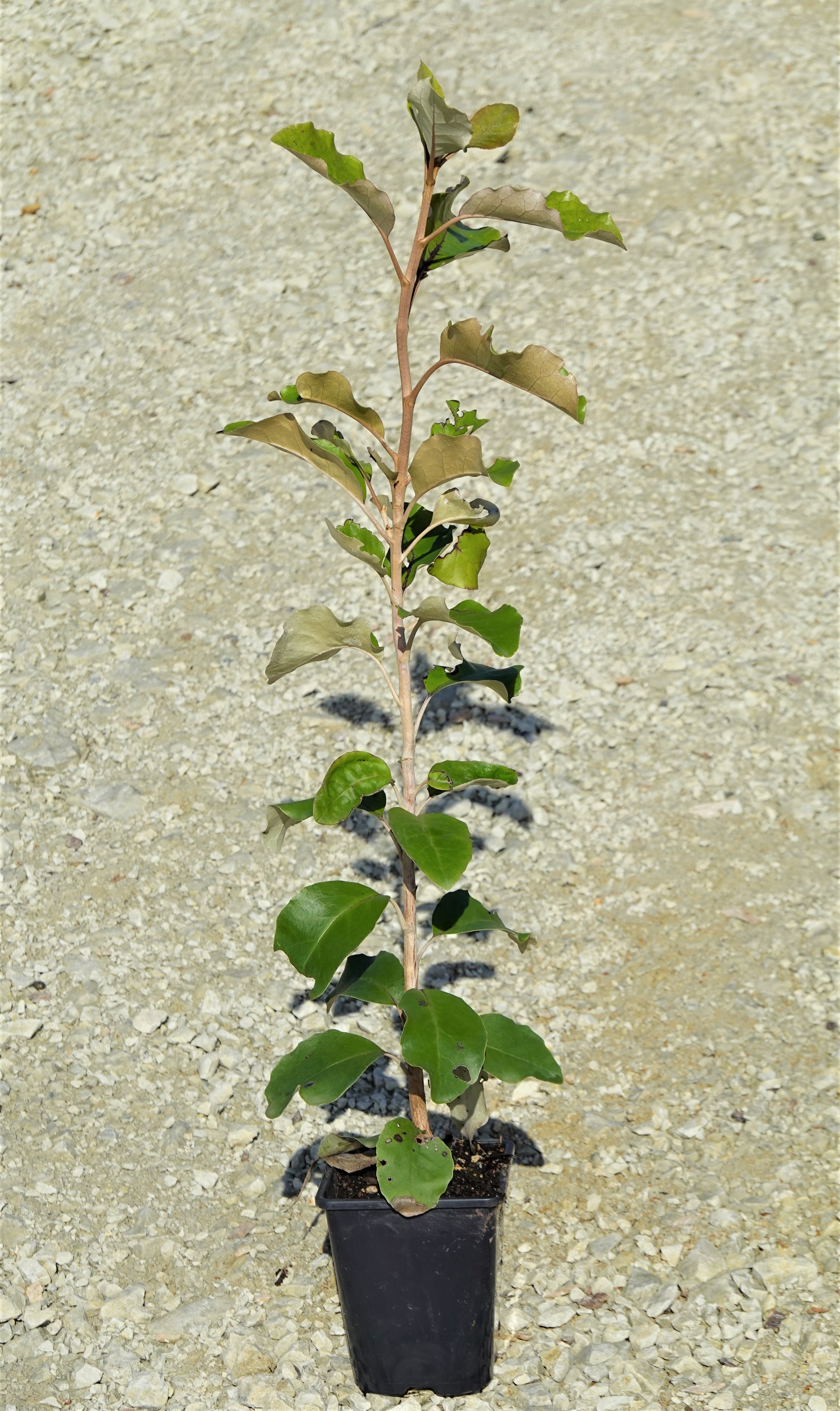 Akepiro, Olearia furfuracea